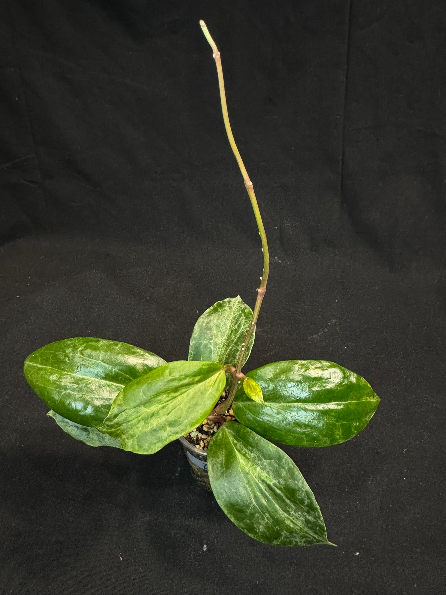 UNICORN🦄! Hoya crocodile (D1), nice variegation color, super rare (Upgrade Shipping is recommended)