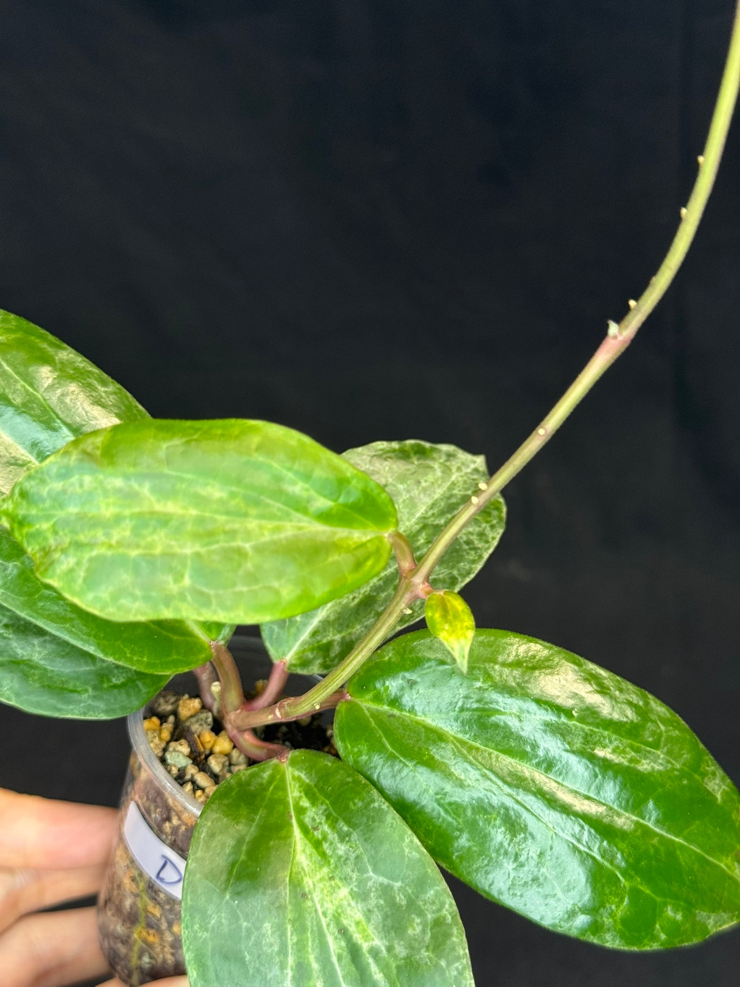 UNICORN🦄! Hoya crocodile (D1), nice variegation color, super rare (Upgrade Shipping is recommended)