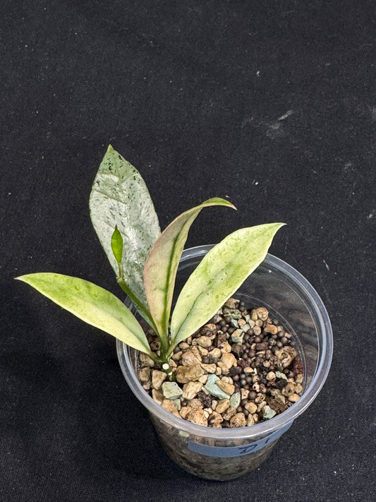 Hoya lacunosa winter pandora (#D1), special