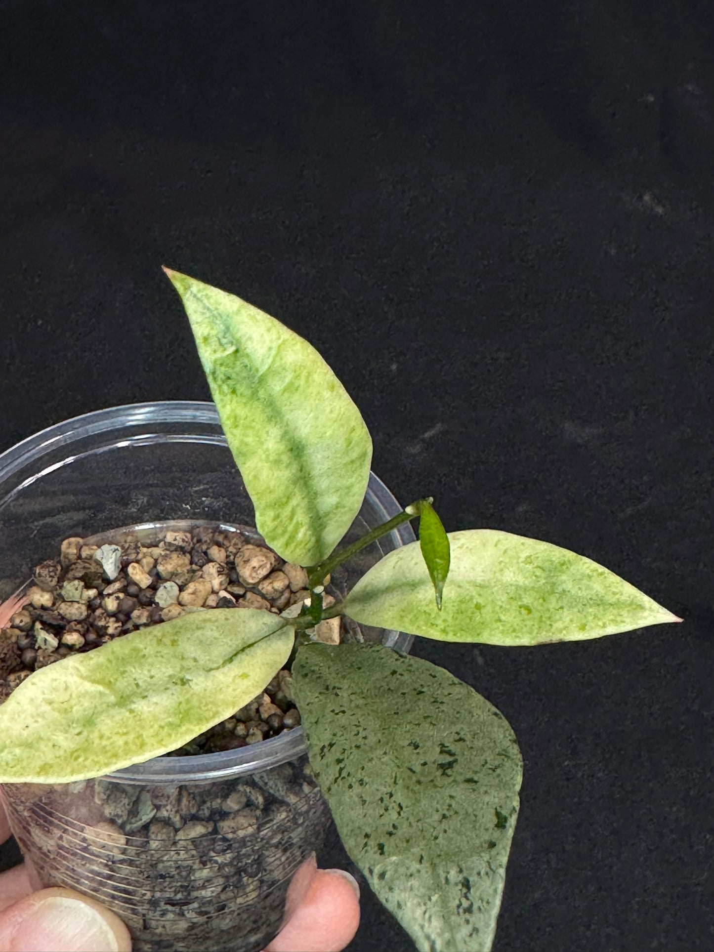 Hoya lacunosa winter pandora (#D1), special