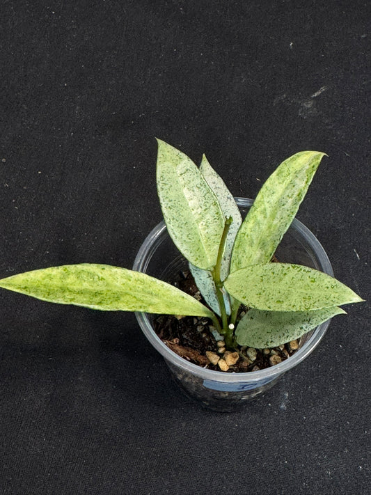 Hoya lacunosa winter pandora (#D2), special