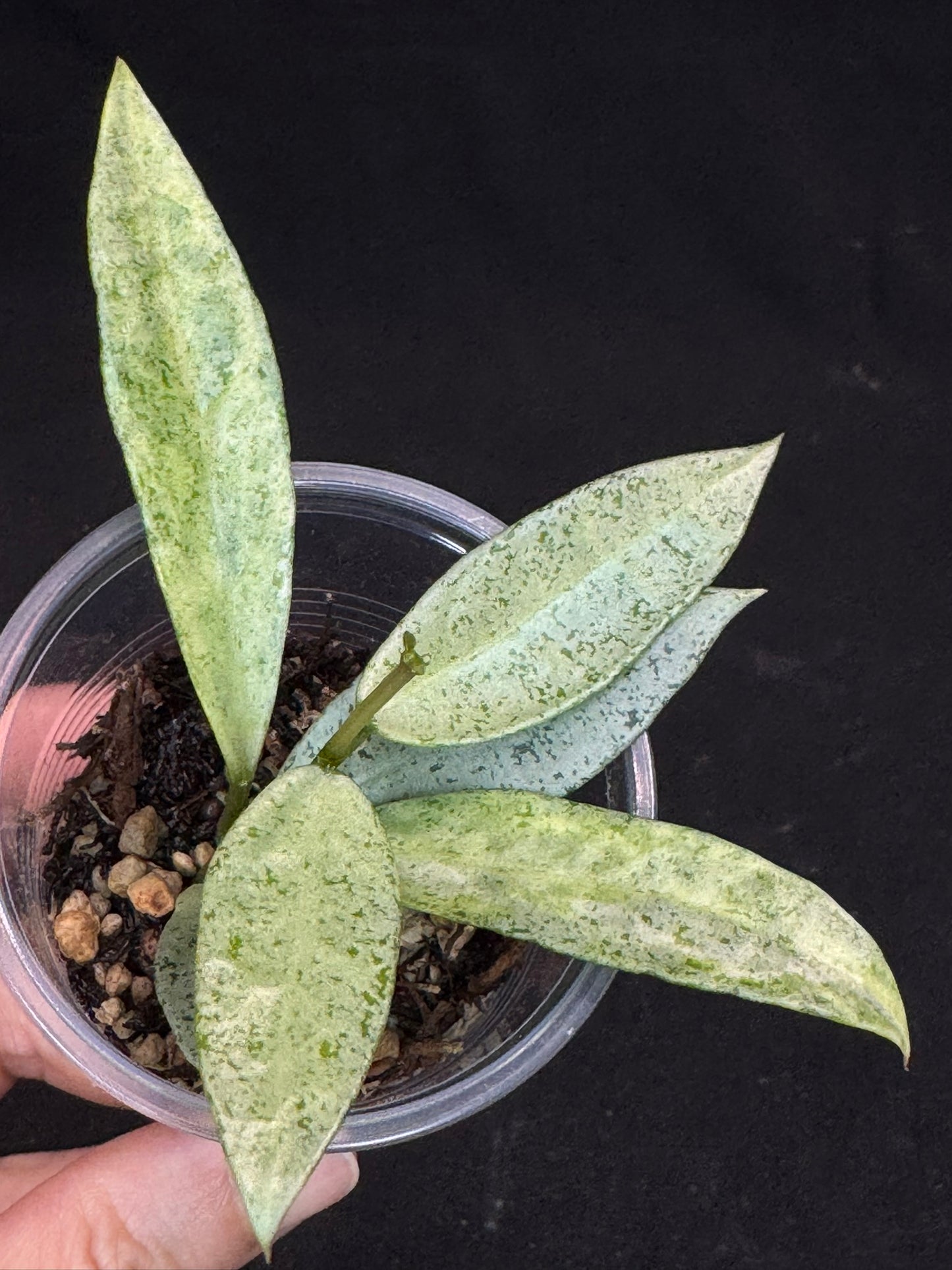 Hoya lacunosa winter pandora (#D2), special
