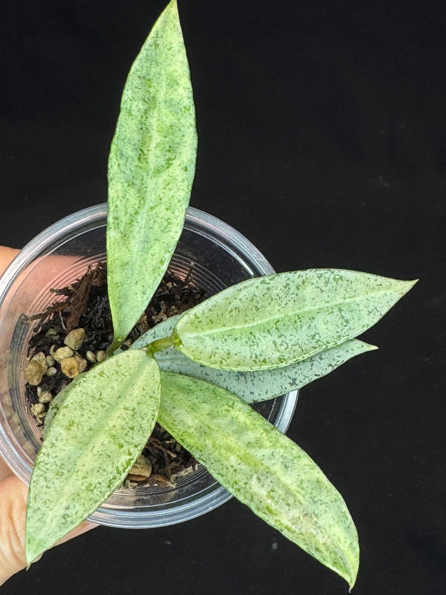 Hoya lacunosa winter pandora (#D2), special
