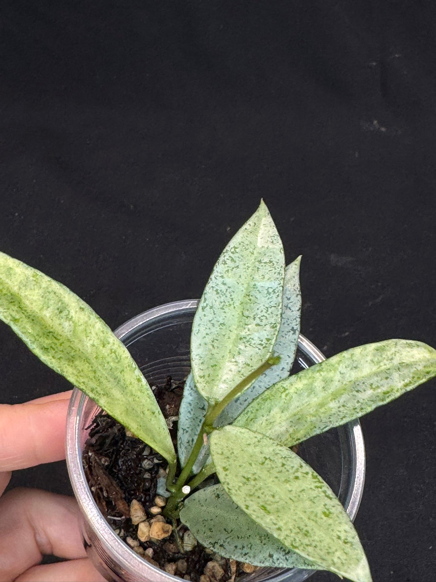 Hoya lacunosa winter pandora (#D2), special