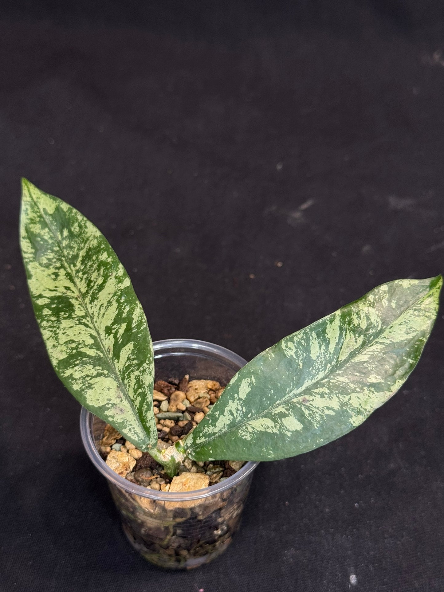 Hoya Lobbii silver