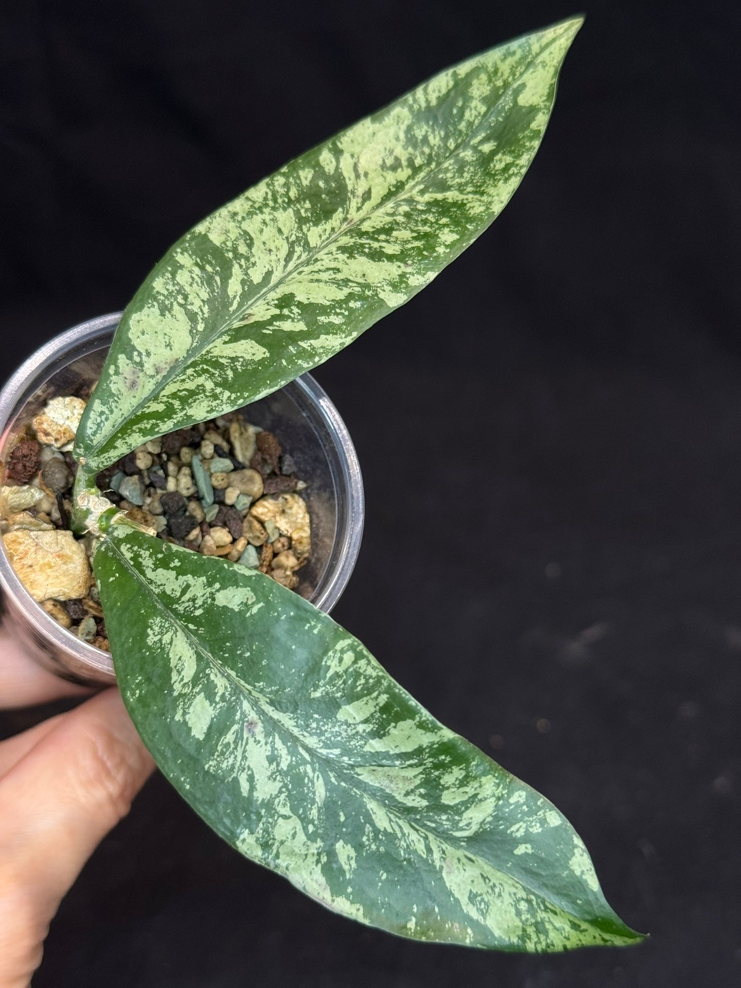 Hoya Lobbii silver