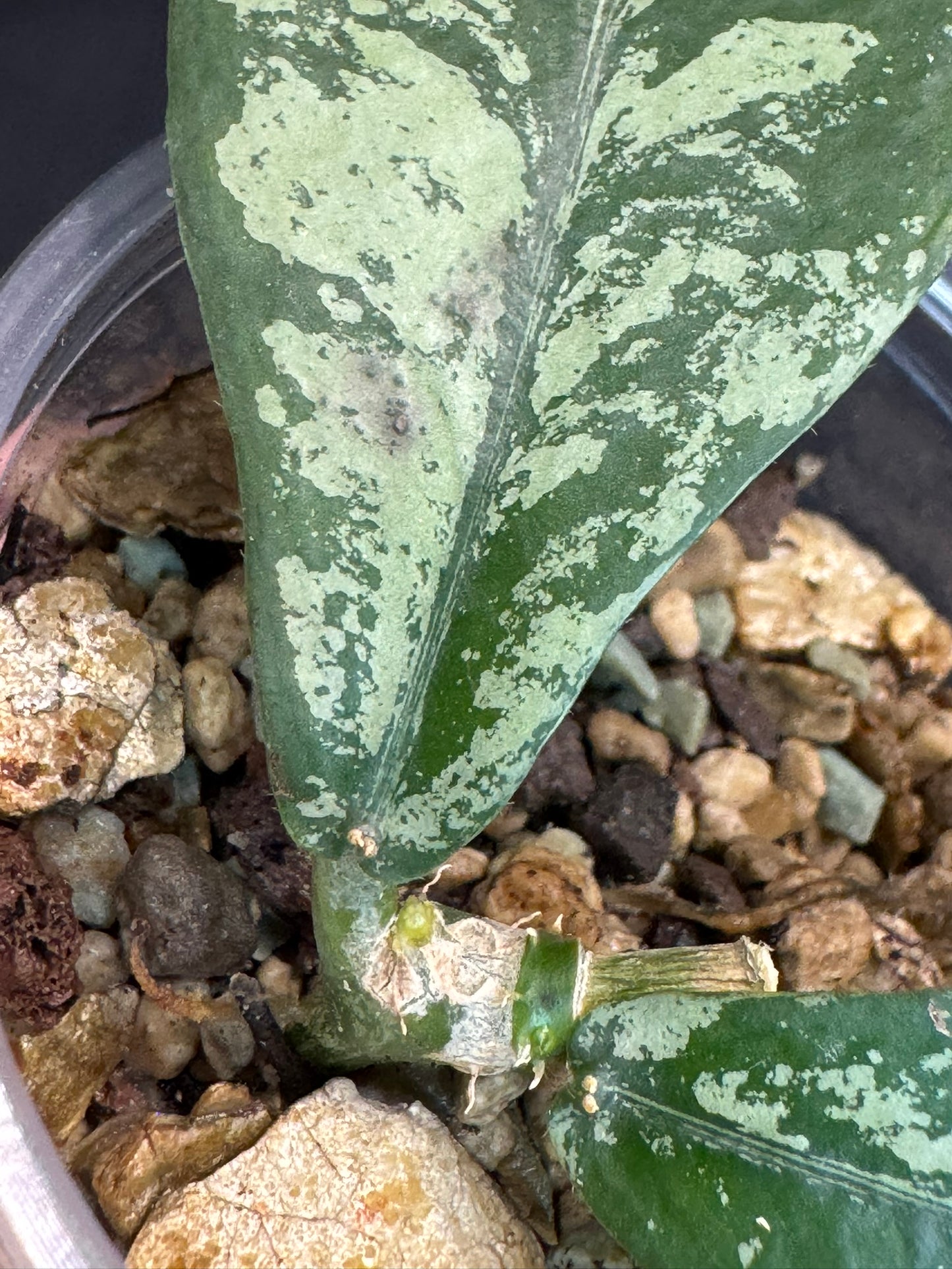 Hoya Lobbii silver