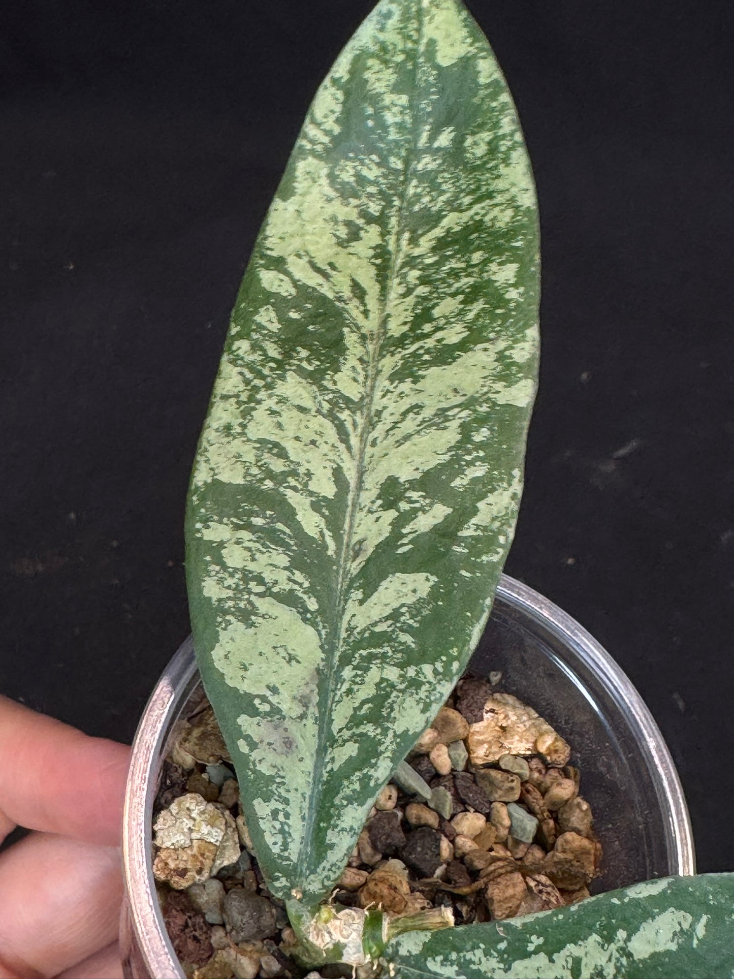 Hoya Lobbii silver