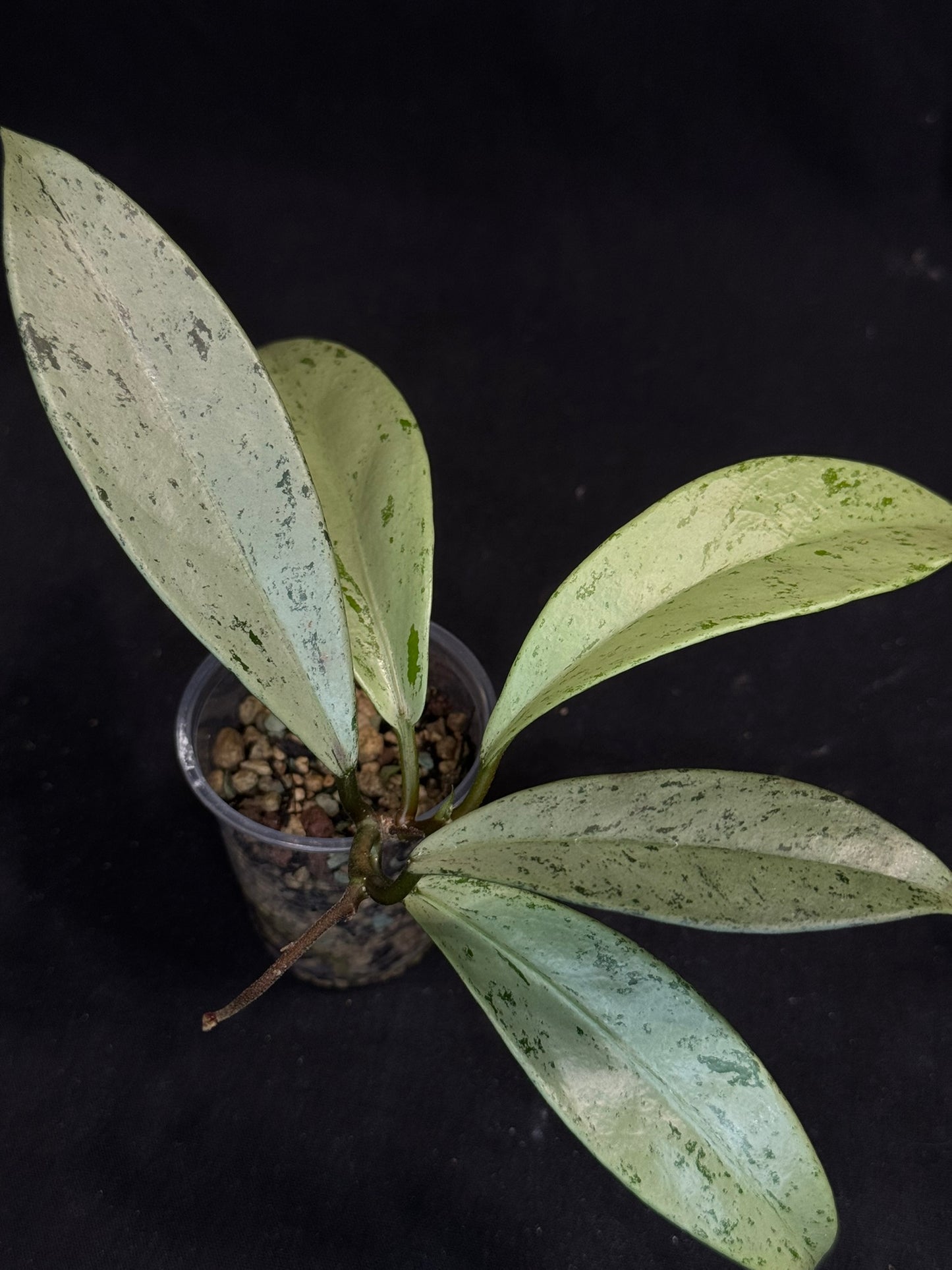 Hoya pubicalyx pink silver ghost, pure silver leaves