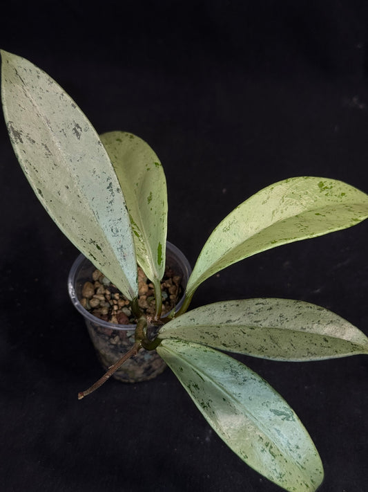 Hoya pubicalyx pink silver ghost, pure silver leaves
