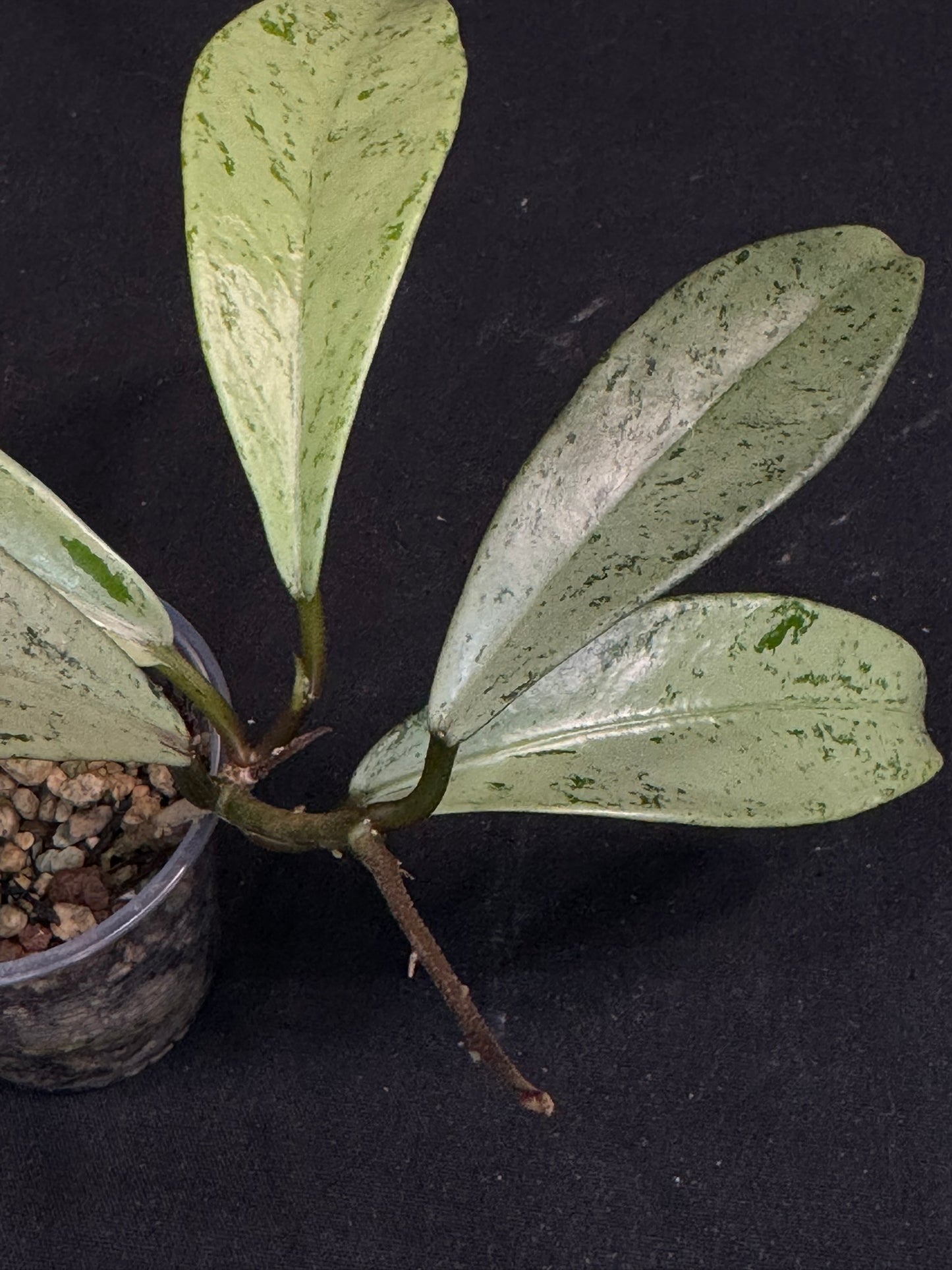 Hoya pubicalyx pink silver ghost, pure silver leaves