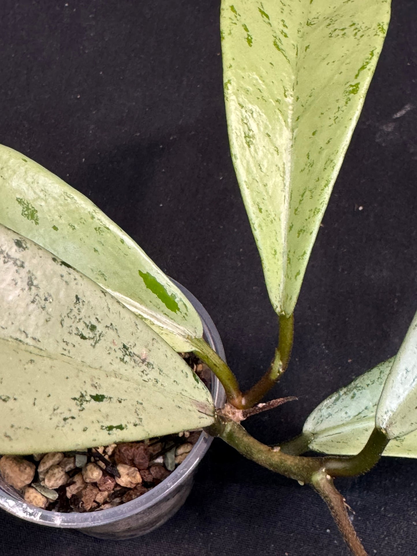 Hoya pubicalyx pink silver ghost, pure silver leaves