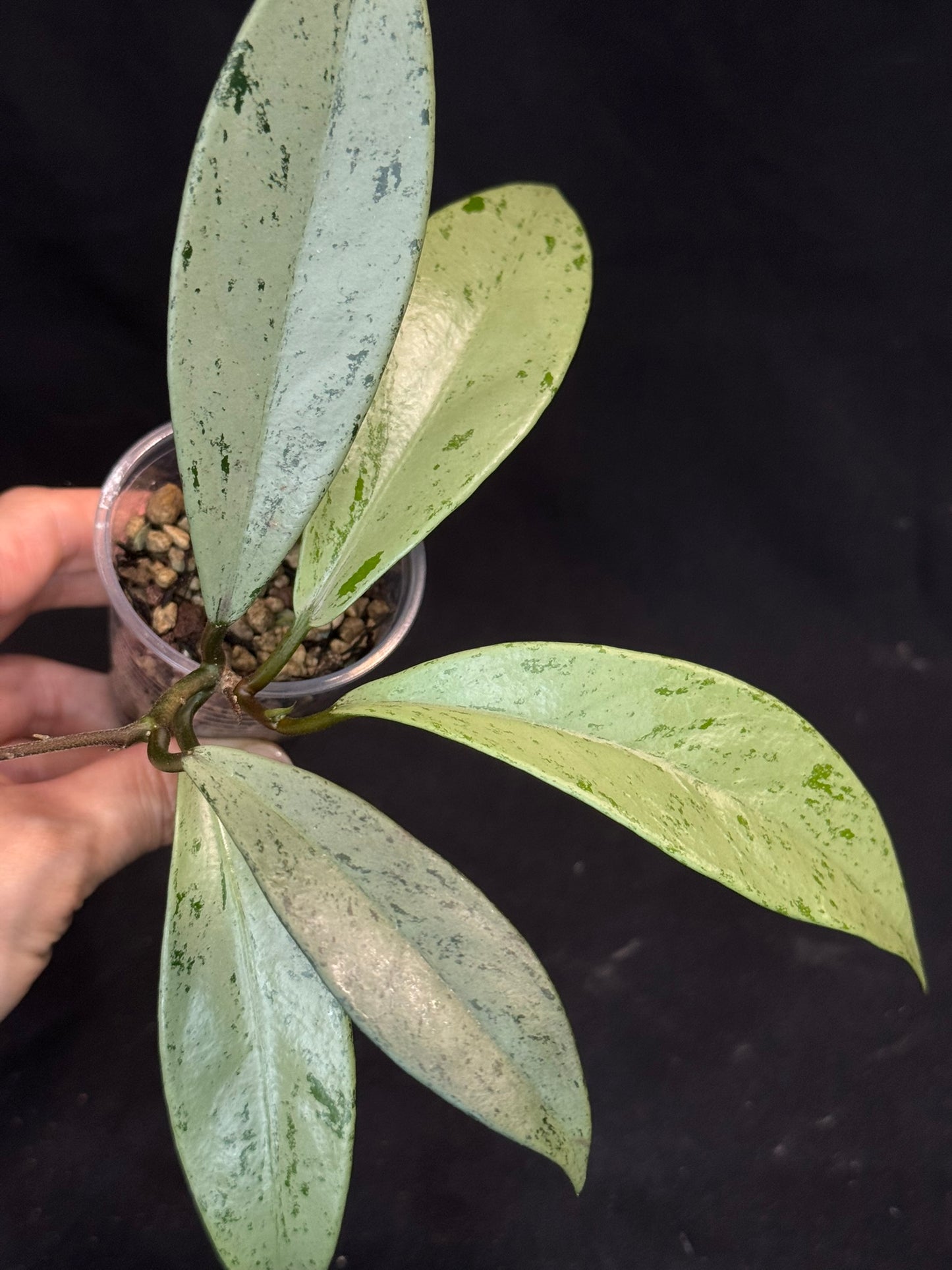 Hoya pubicalyx pink silver ghost, pure silver leaves