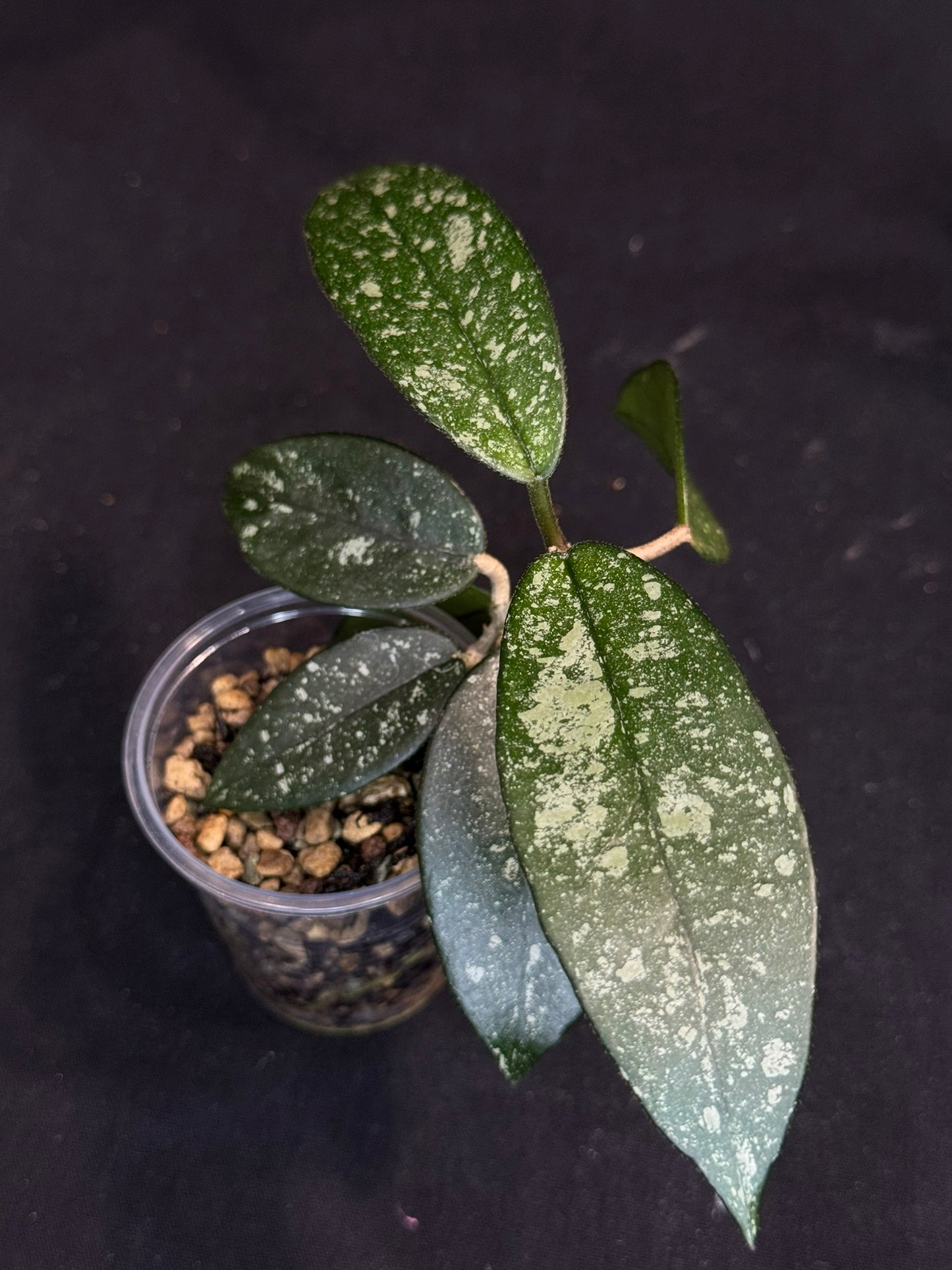 Hoya Dasyantha Splash, rare