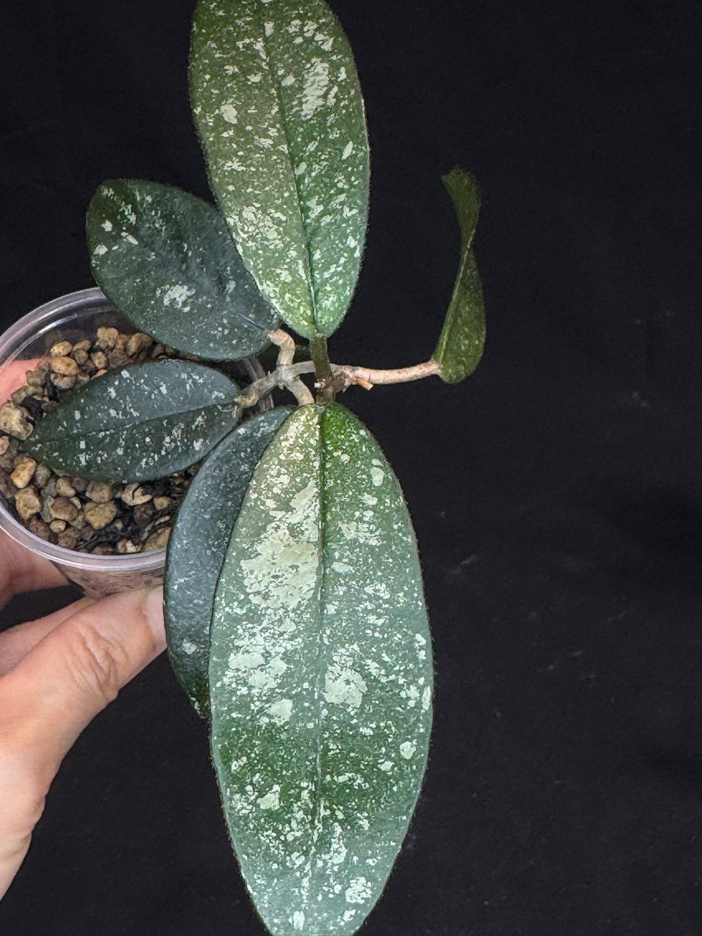 Hoya Dasyantha Splash, rare