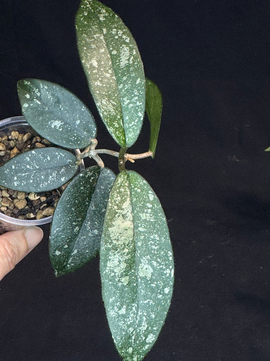 Hoya Dasyantha Splash, rare