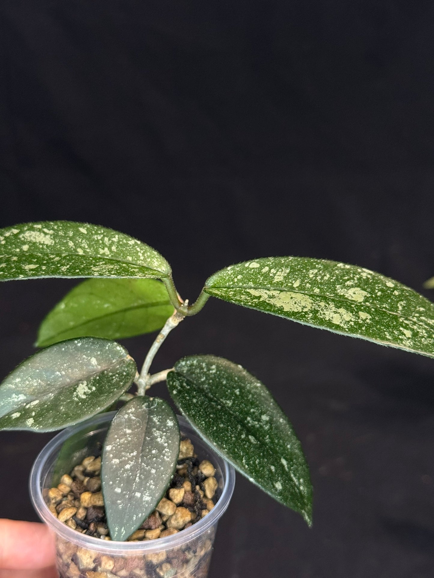 Hoya Dasyantha Splash, rare
