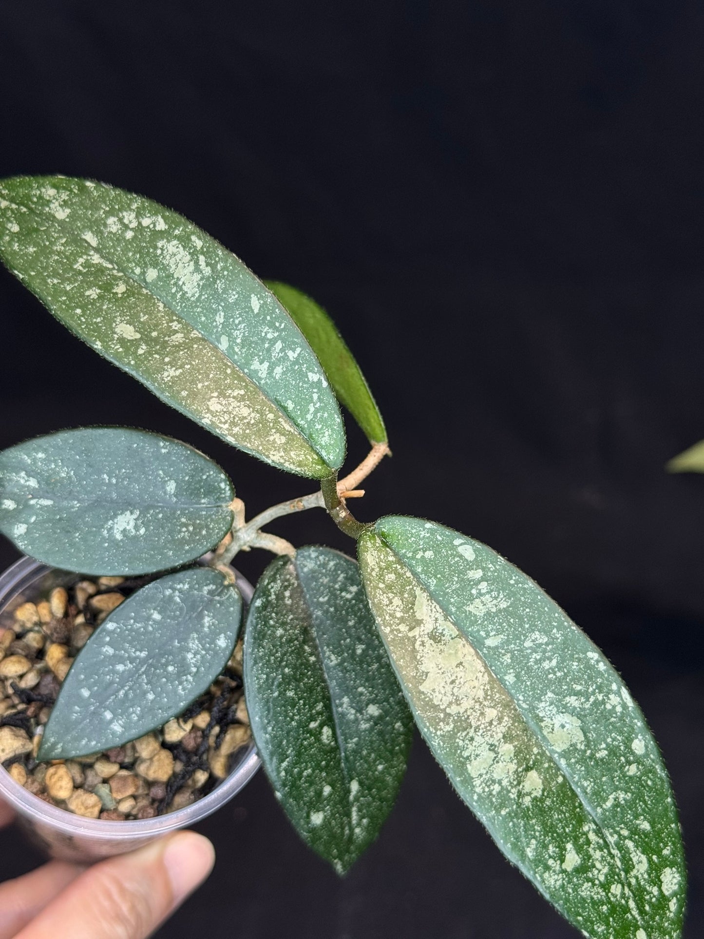Hoya Dasyantha Splash, rare