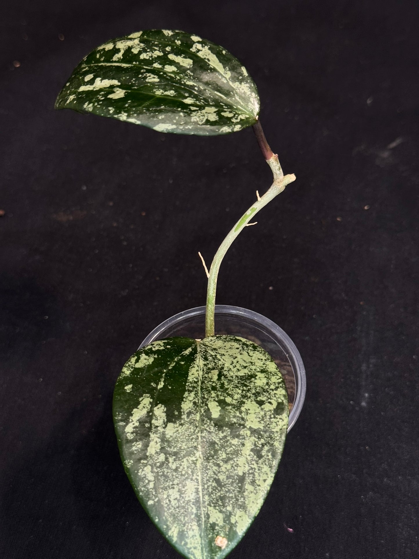 UNICORN🦄! Hoya latifolia ‘MRH’, nice silvery/splashy leaves, rare