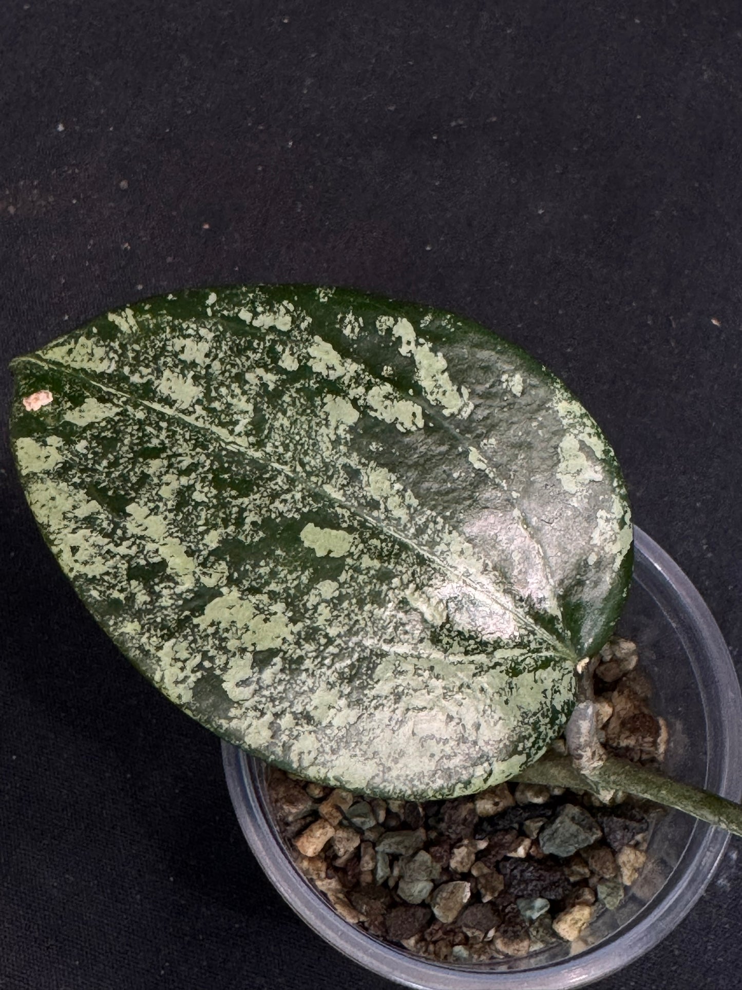UNICORN🦄! Hoya latifolia ‘MRH’, nice silvery/splashy leaves, rare
