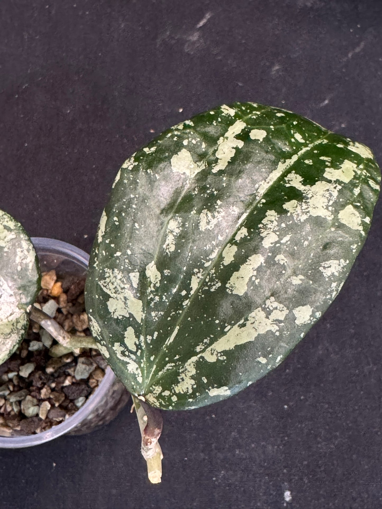 UNICORN🦄! Hoya latifolia ‘MRH’, nice silvery/splashy leaves, rare