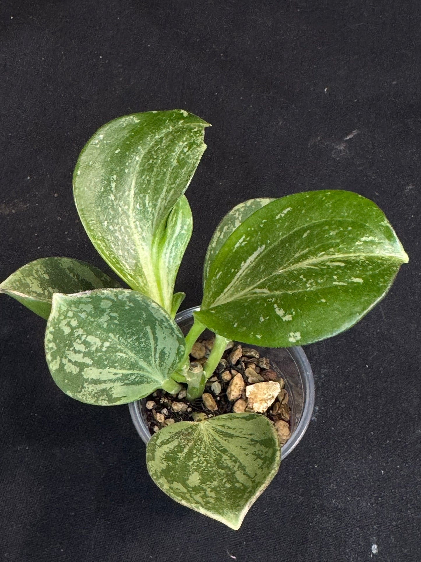 UNICORN🦄! Hoya pachyclada splash, established splashy plant with multiple leaves, rare