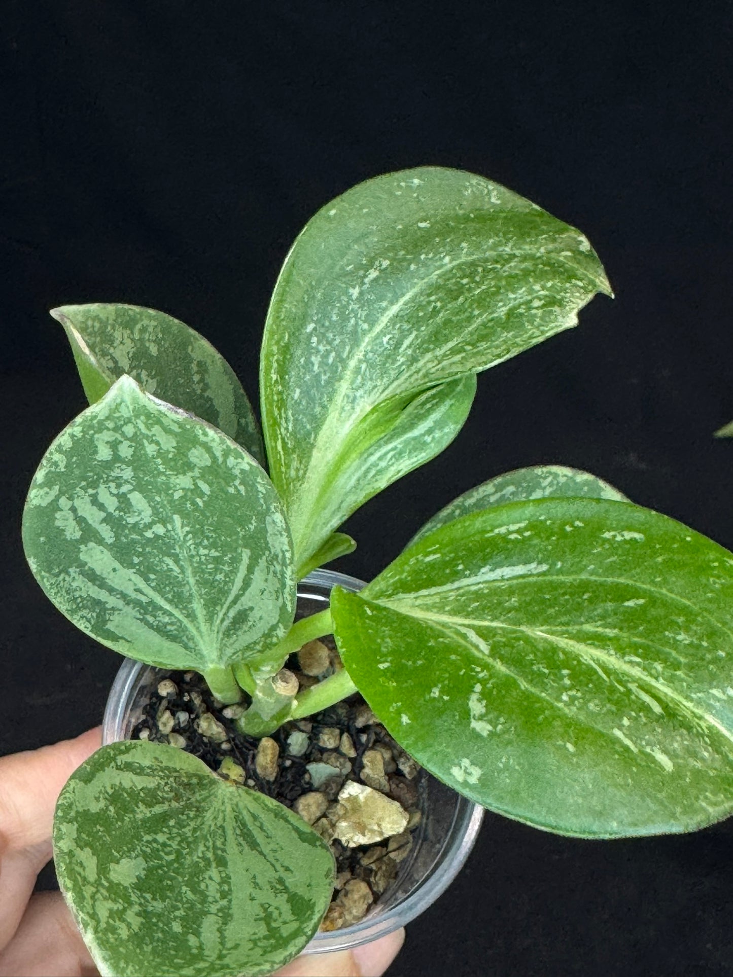 UNICORN🦄! Hoya pachyclada splash, established splashy plant with multiple leaves, rare