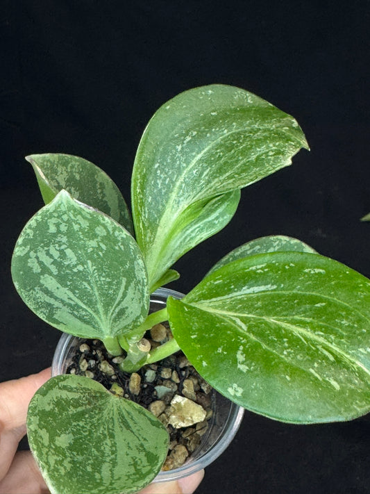 UNICORN🦄! Hoya pachyclada splash, established splashy plant with multiple leaves, rare