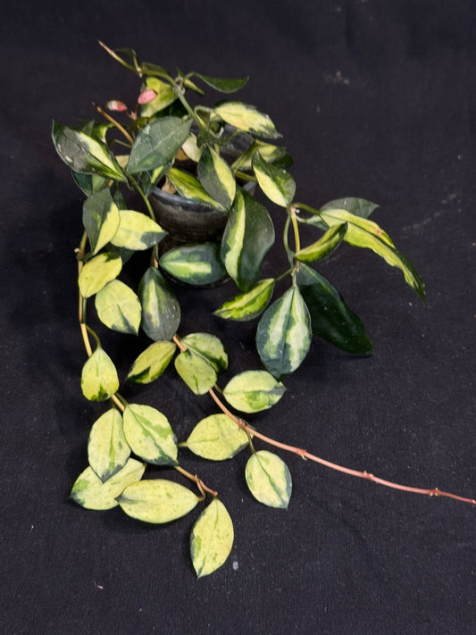 Hoya Lacunosa minara, nice pink sun-stressed variegation, multiple growths