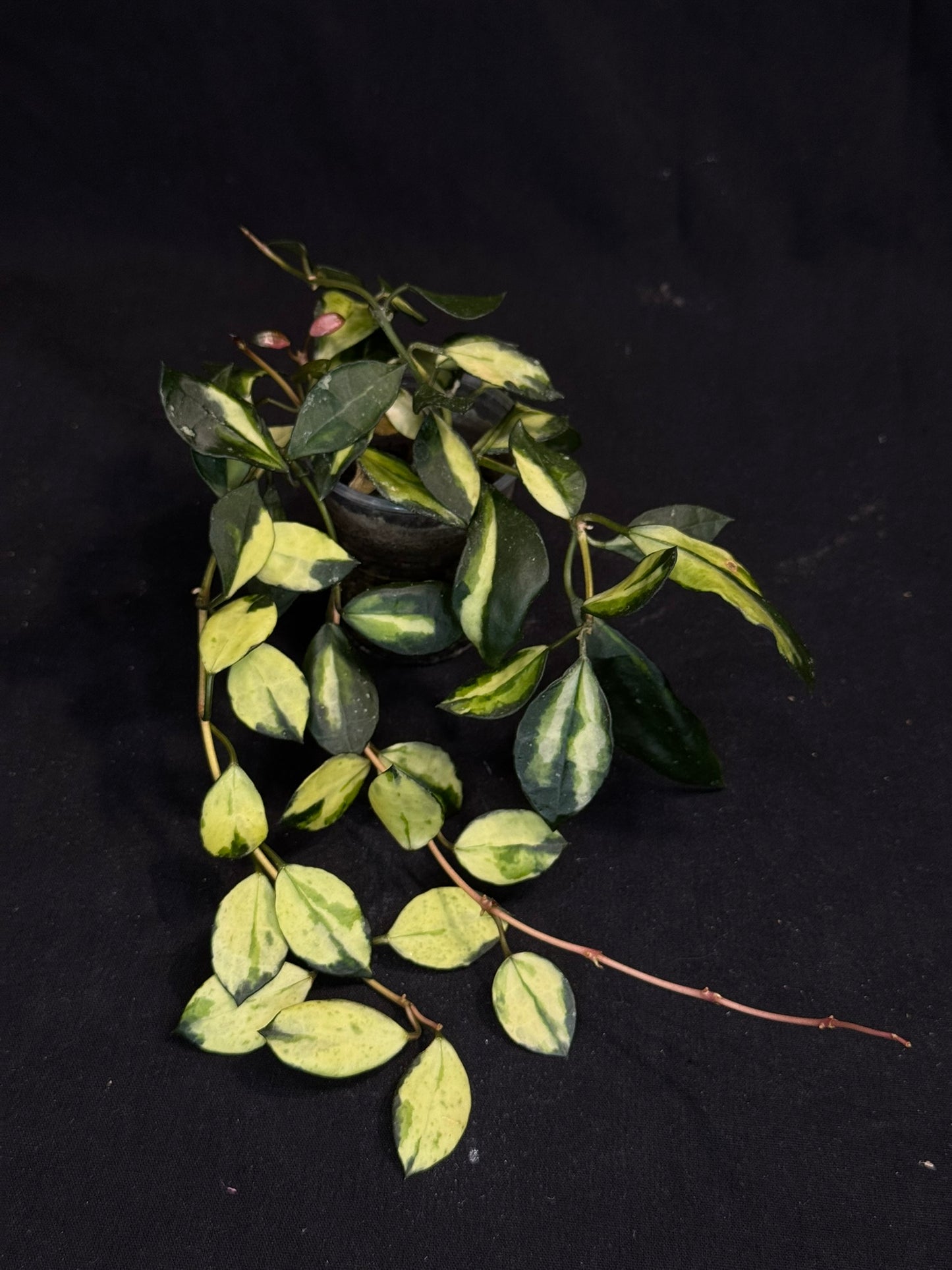 Hoya Lacunosa minara, nice pink sun-stressed variegation, multiple growths