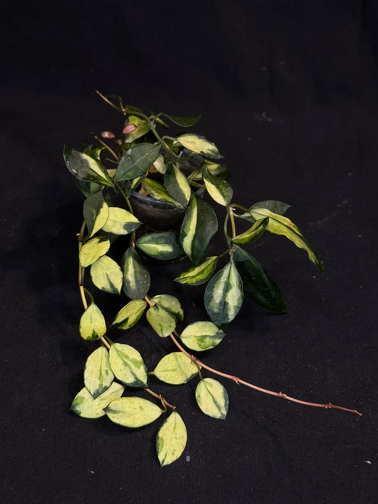 Hoya Lacunosa minara, nice pink sun-stressed variegation, multiple growths