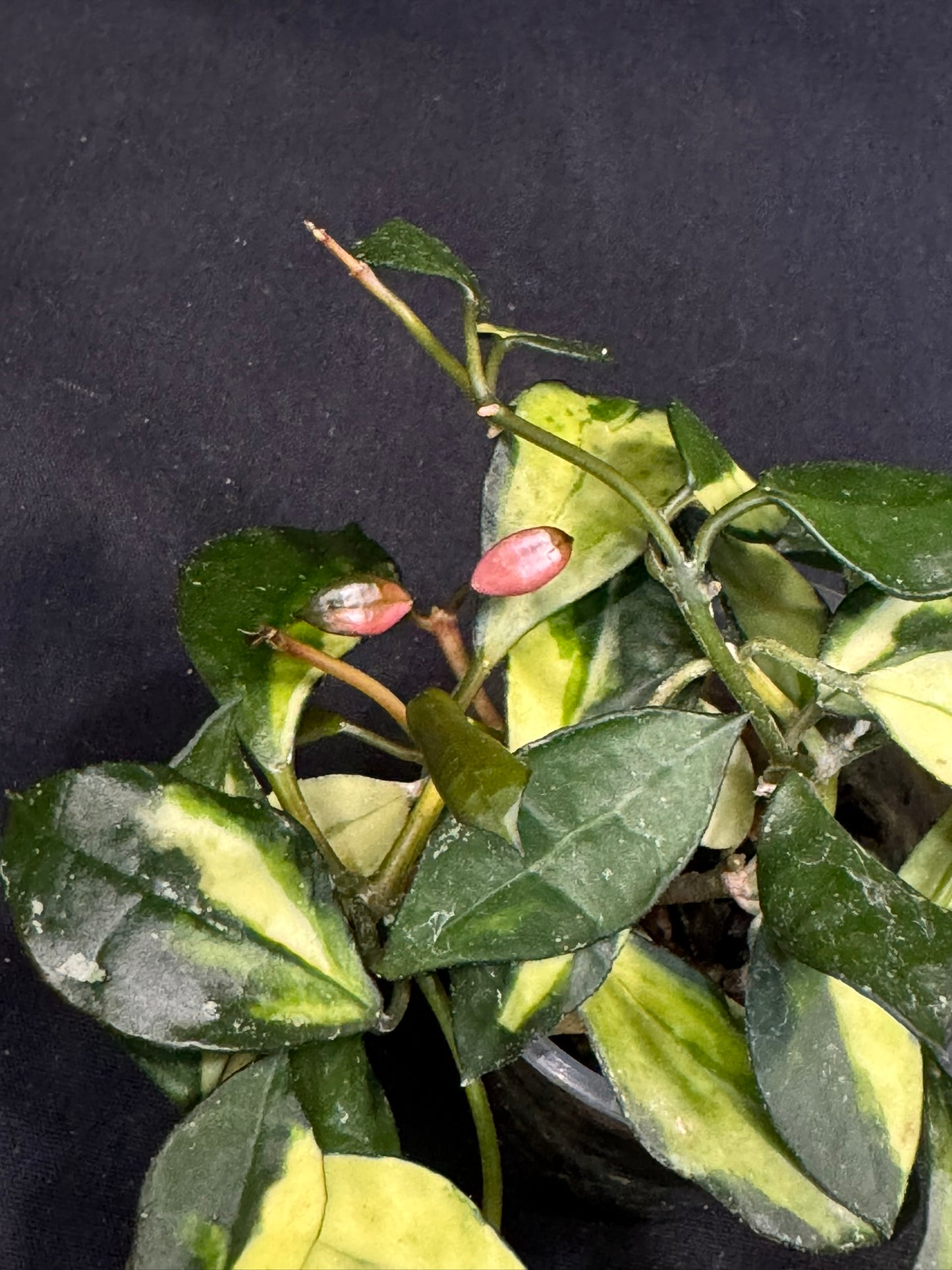 Hoya Lacunosa minara, nice pink sun-stressed variegation, multiple growths