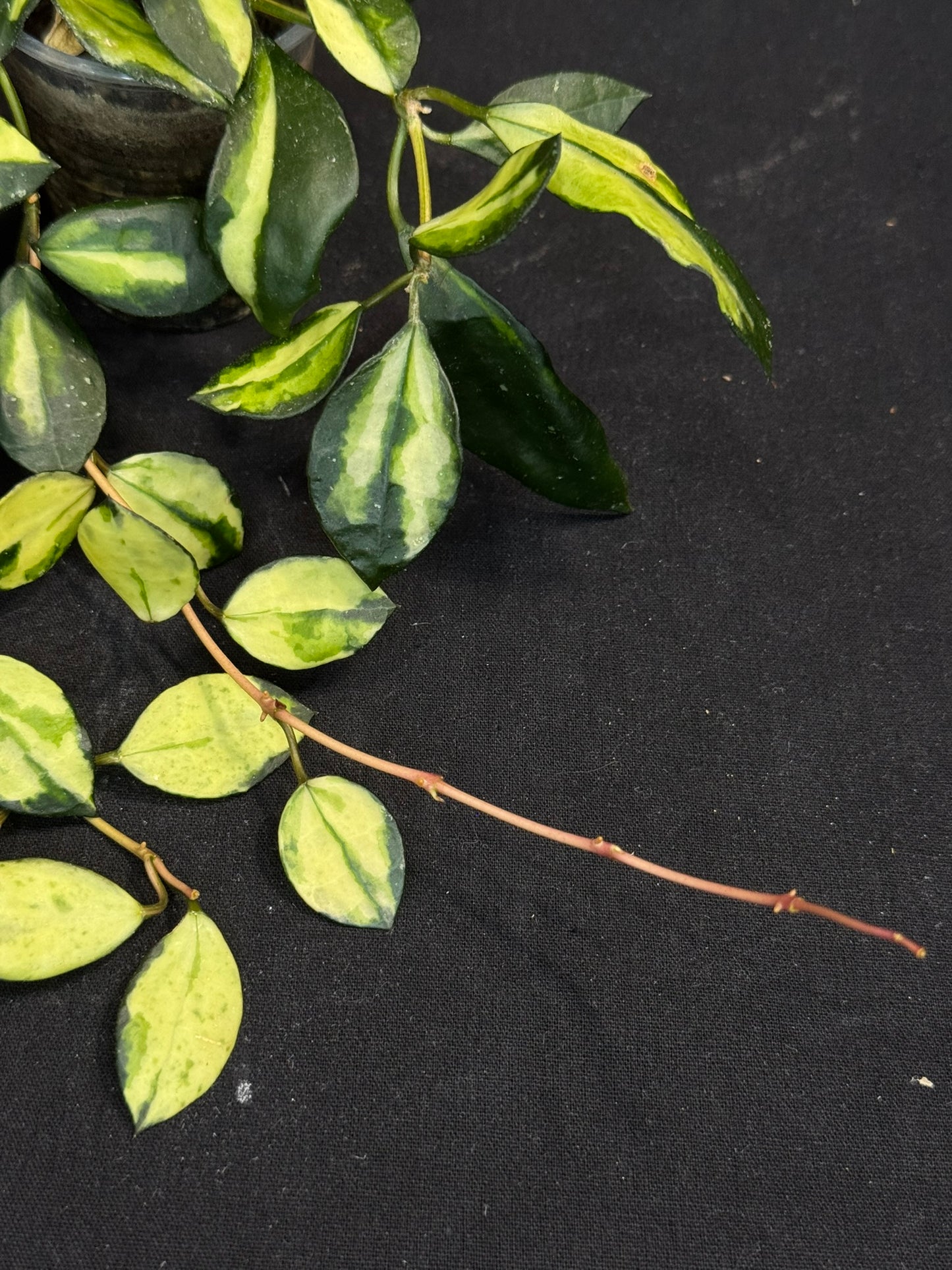 Hoya Lacunosa minara, nice pink sun-stressed variegation, multiple growths
