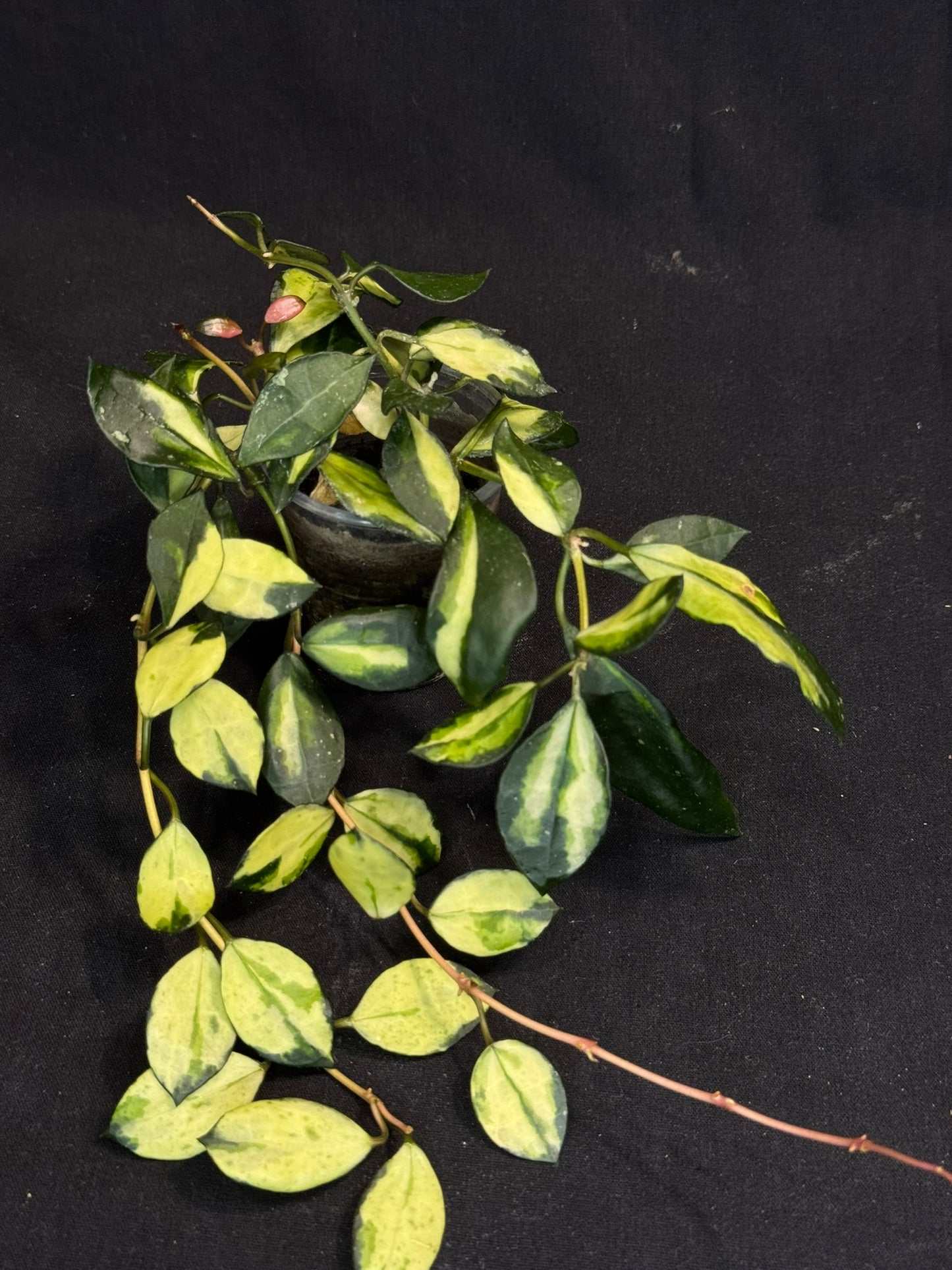 Hoya Lacunosa minara, nice pink sun-stressed variegation, multiple growths