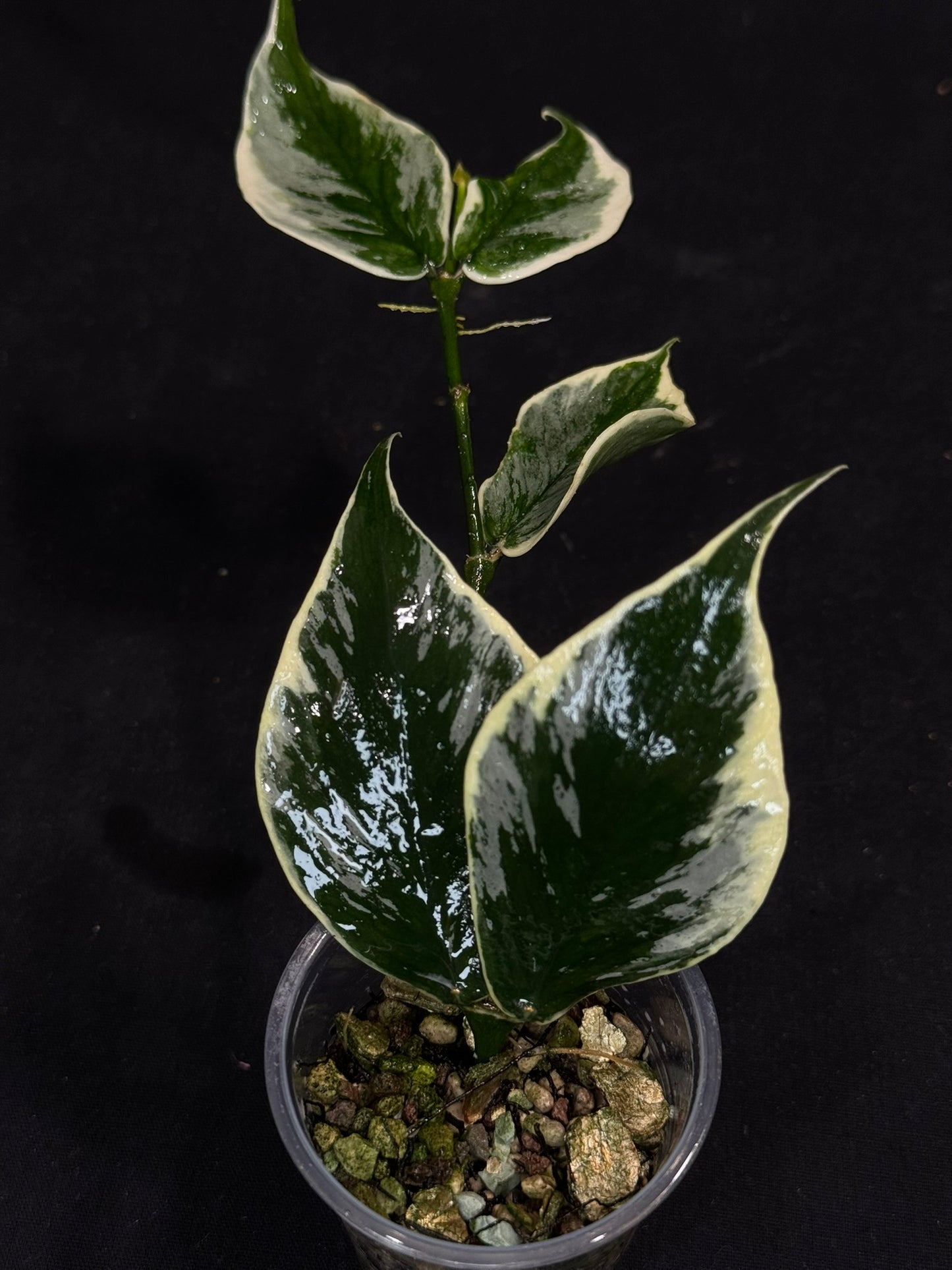 UNICORN🦄! Hoya polyneura ice queen, super rare (Upgrade Shipping is suggested)