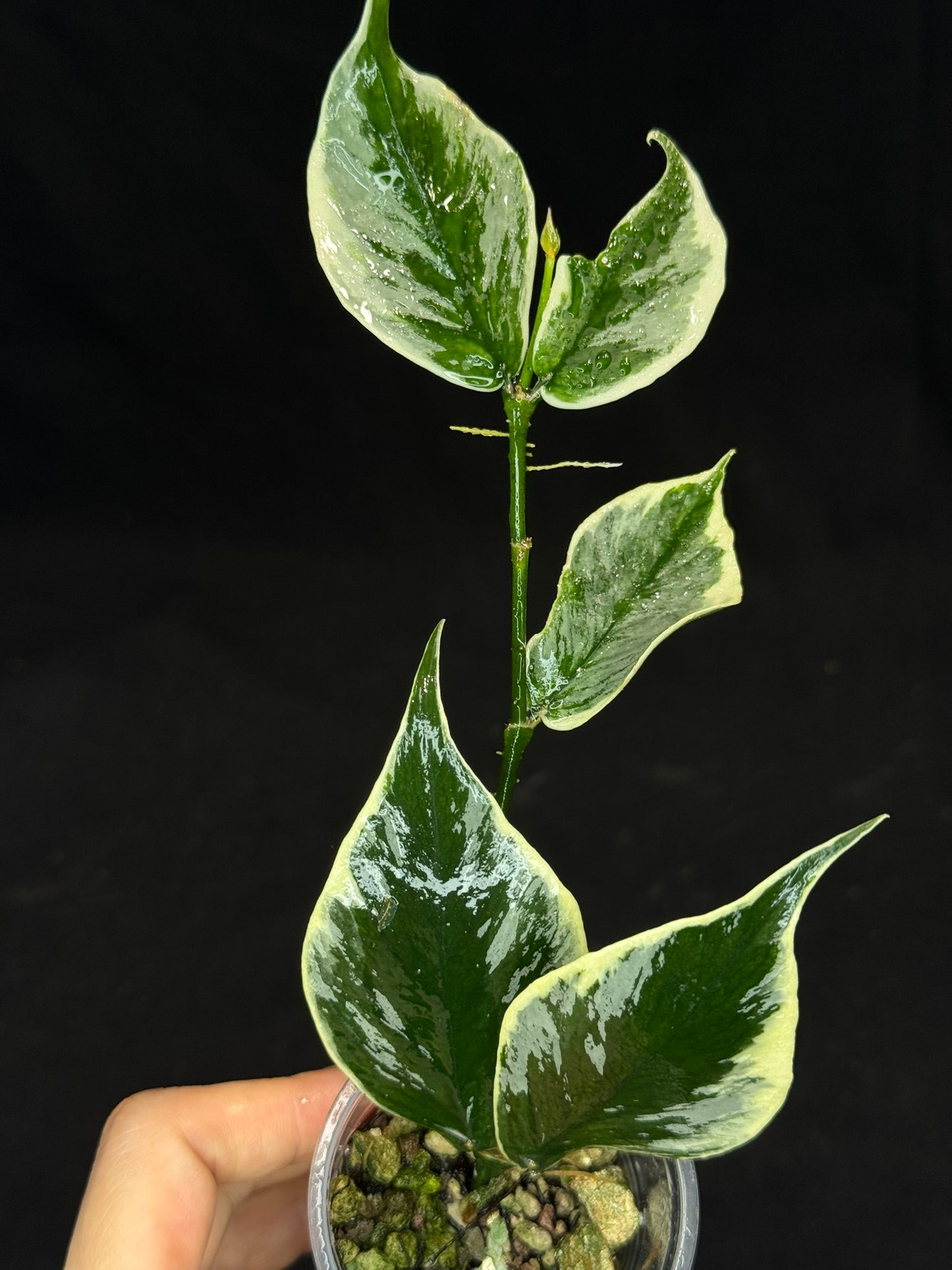 UNICORN🦄! Hoya polyneura ice queen, super rare (Upgrade Shipping is suggested)