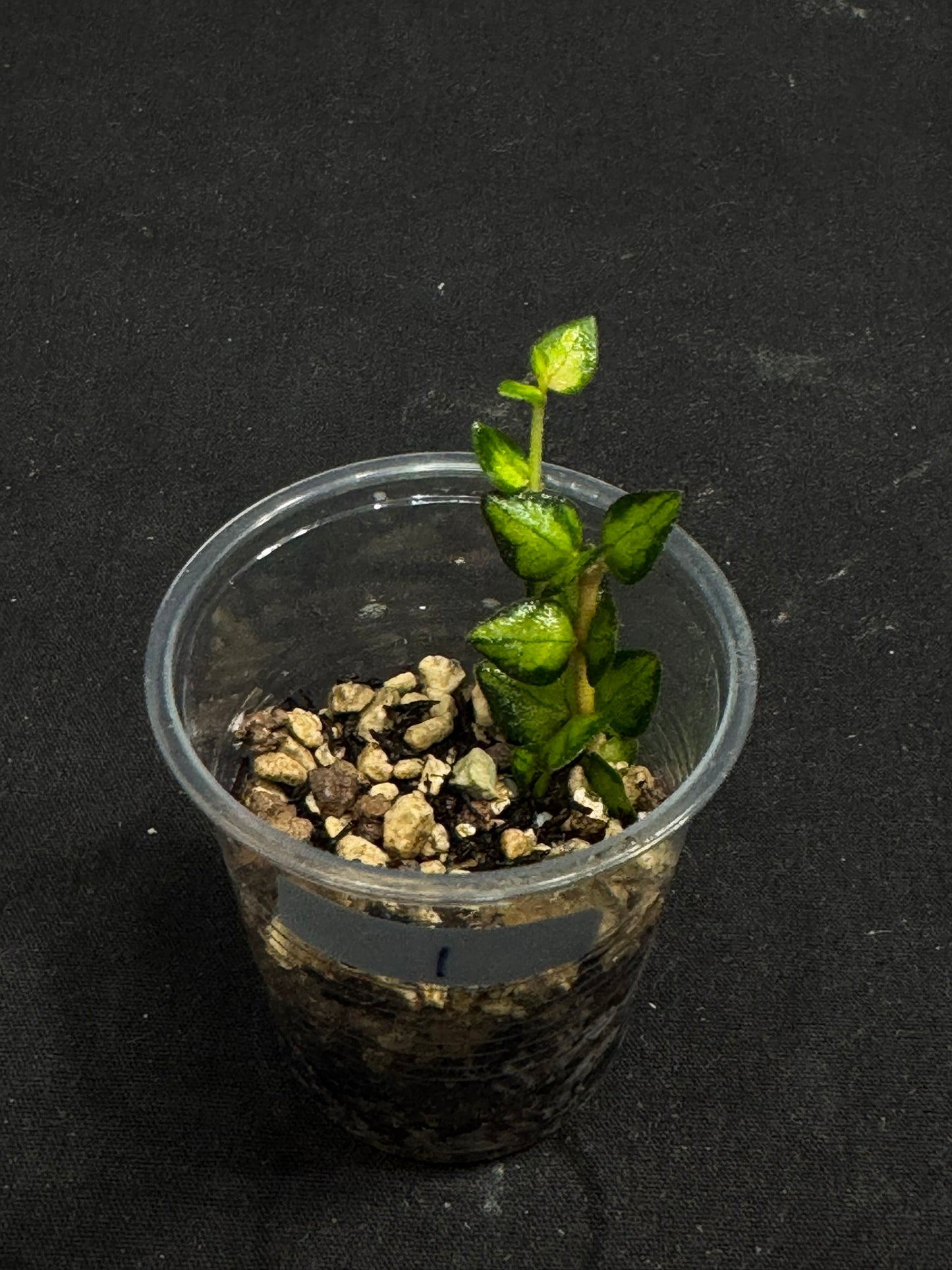 Hoya chinghungensis variegated (#1), small leaves with nice variegation
