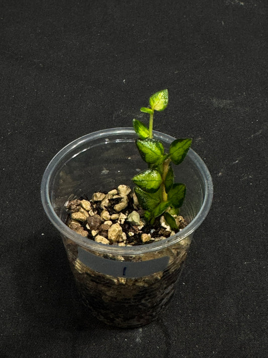 Hoya chinghungensis variegated (#1), small leaves with nice variegation