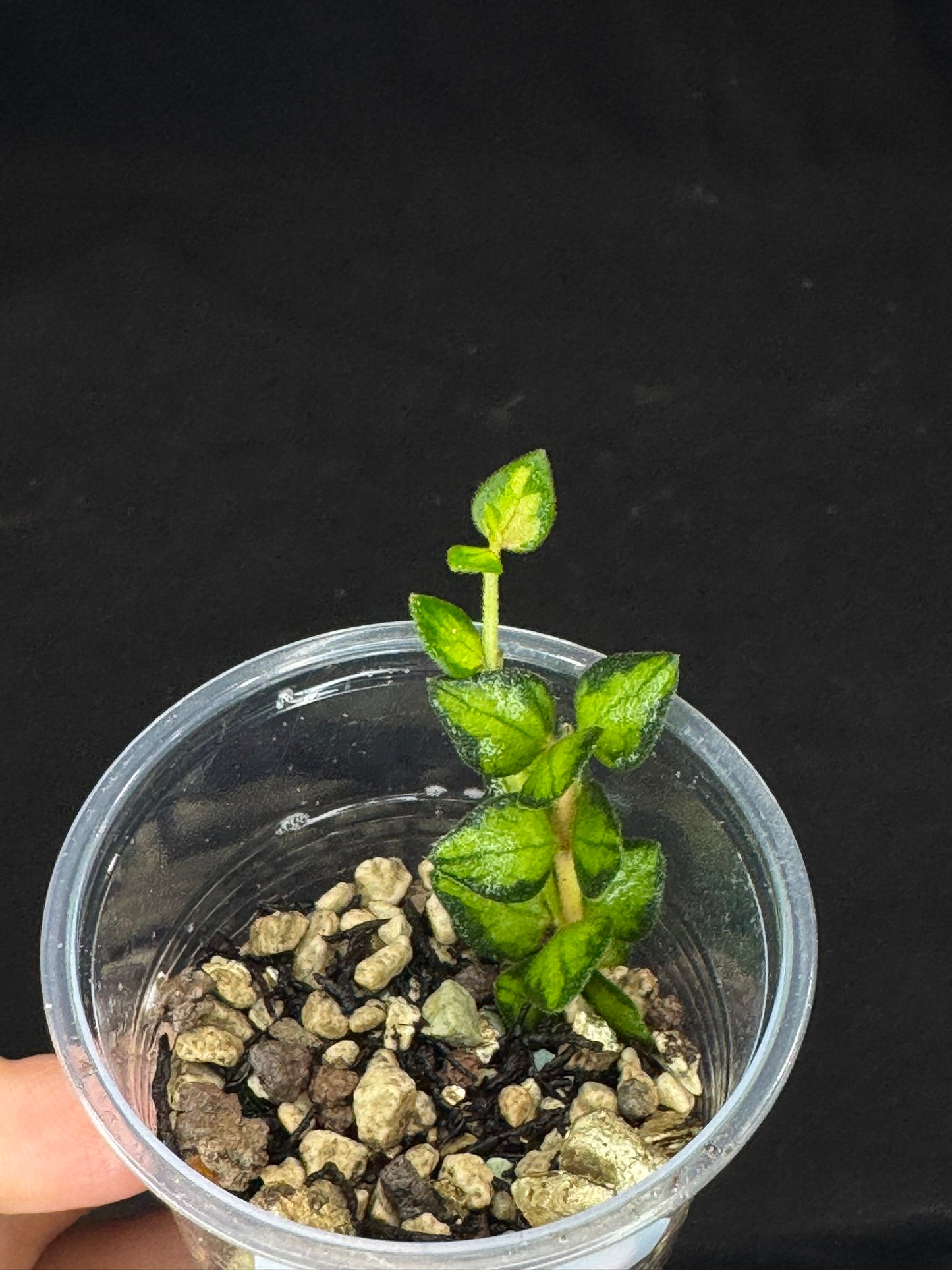 Hoya chinghungensis variegated (#1), small leaves with nice variegation