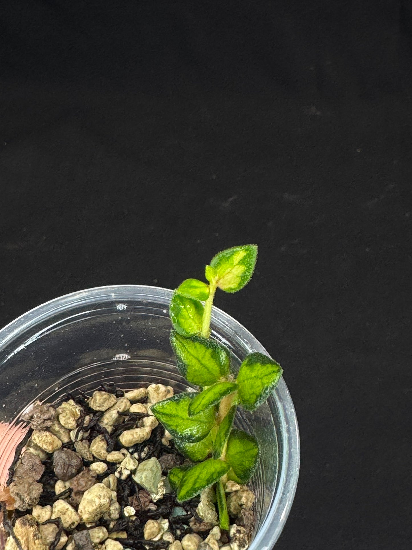 Hoya chinghungensis variegated (#1), small leaves with nice variegation