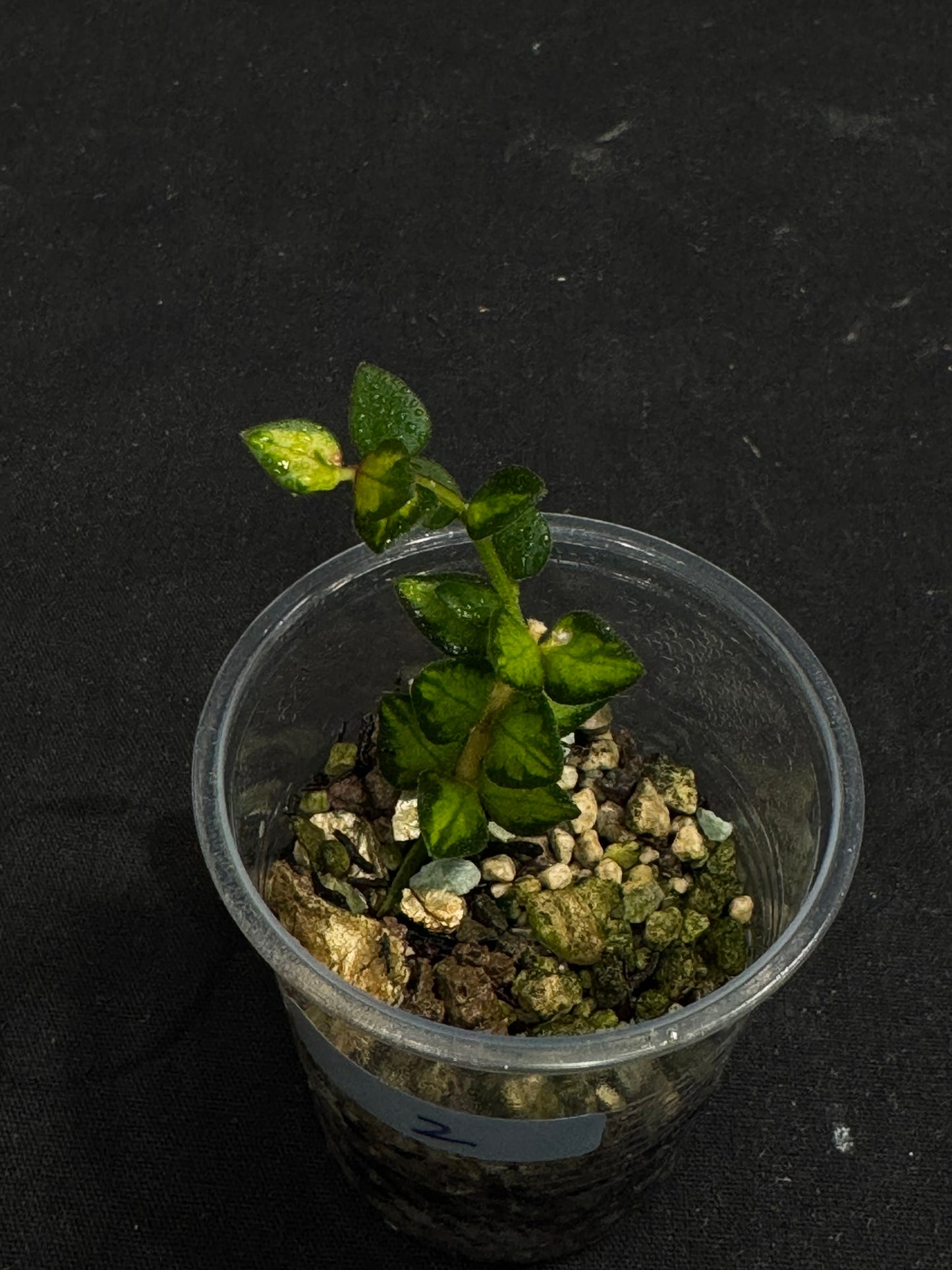 Hoya chinghungensis variegated (#2), small leaves with nice variegation