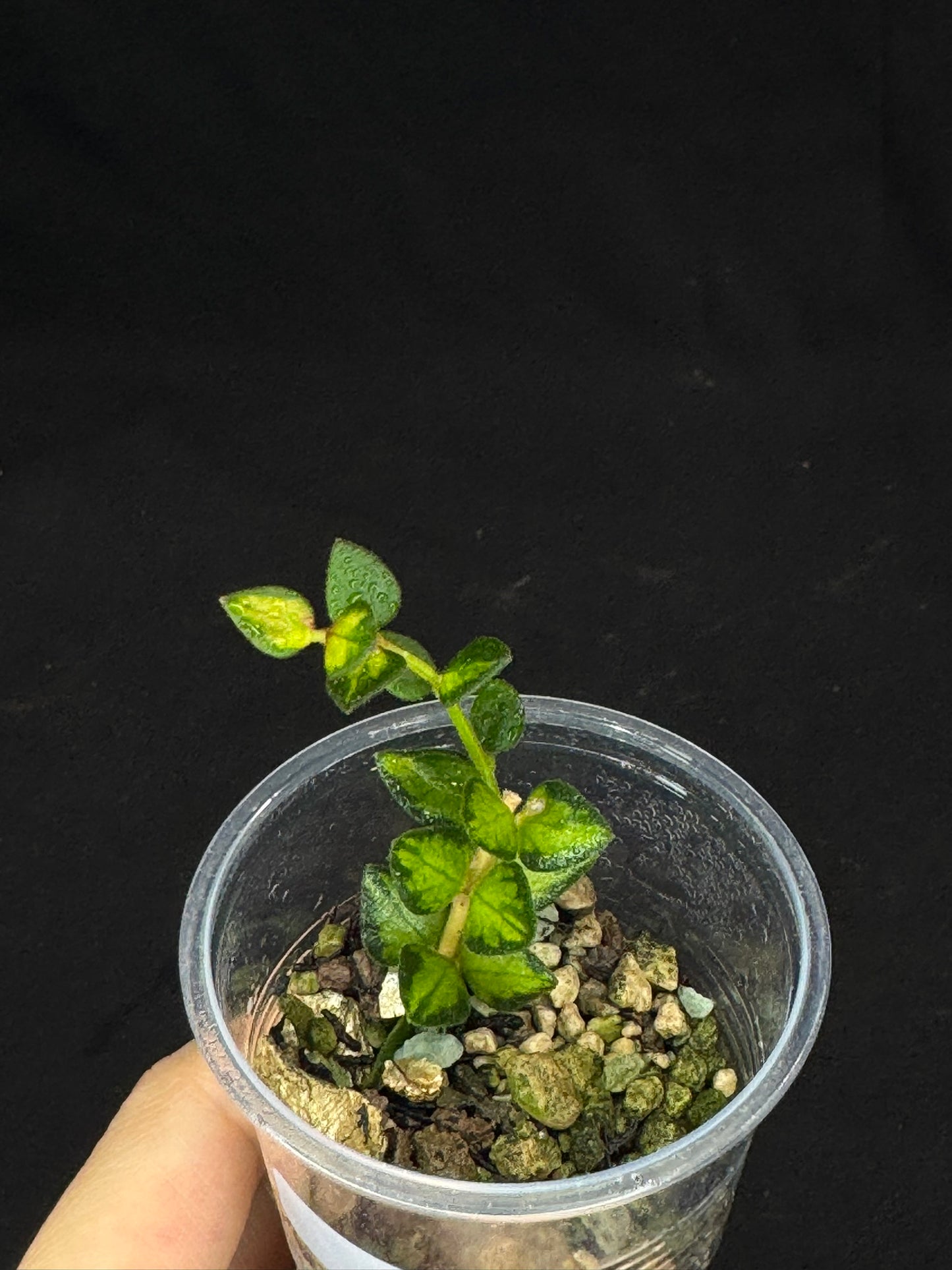 Hoya chinghungensis variegated (#2), small leaves with nice variegation