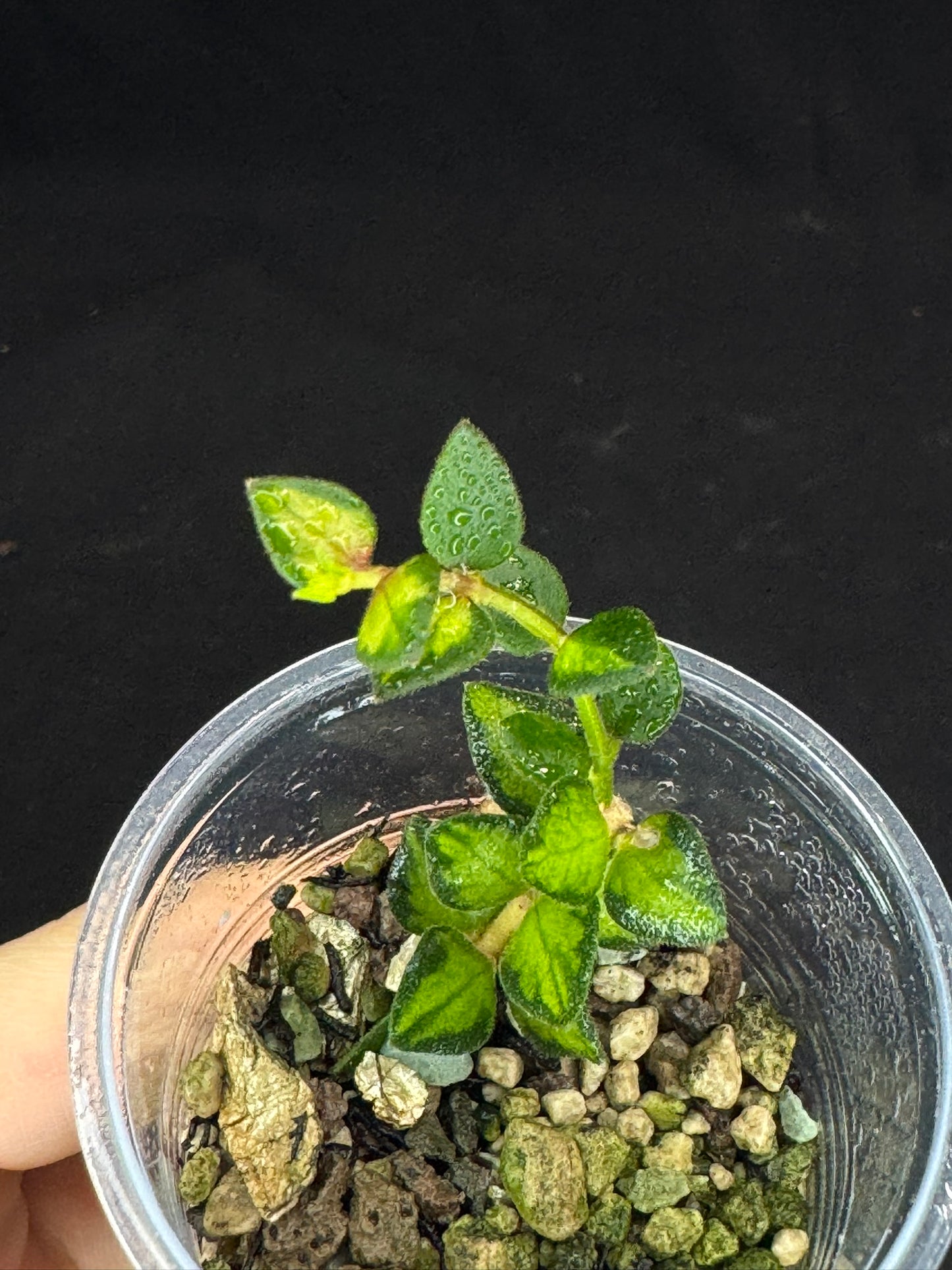 Hoya chinghungensis variegated (#2), small leaves with nice variegation
