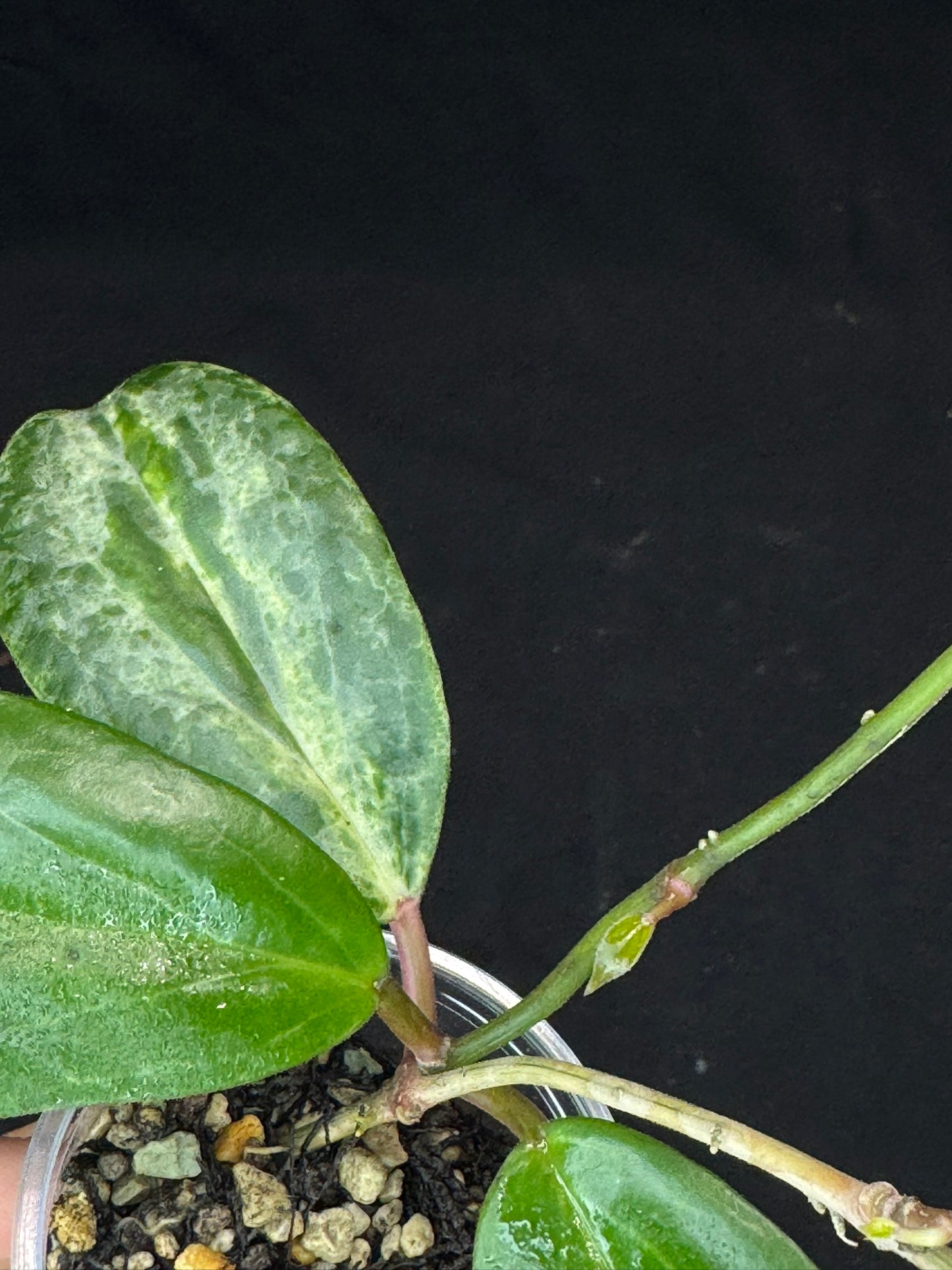 UNICORN🦄! Hoya crocodile (#1), nice variegation color, super rare (Upgrade Shipping is recommended)