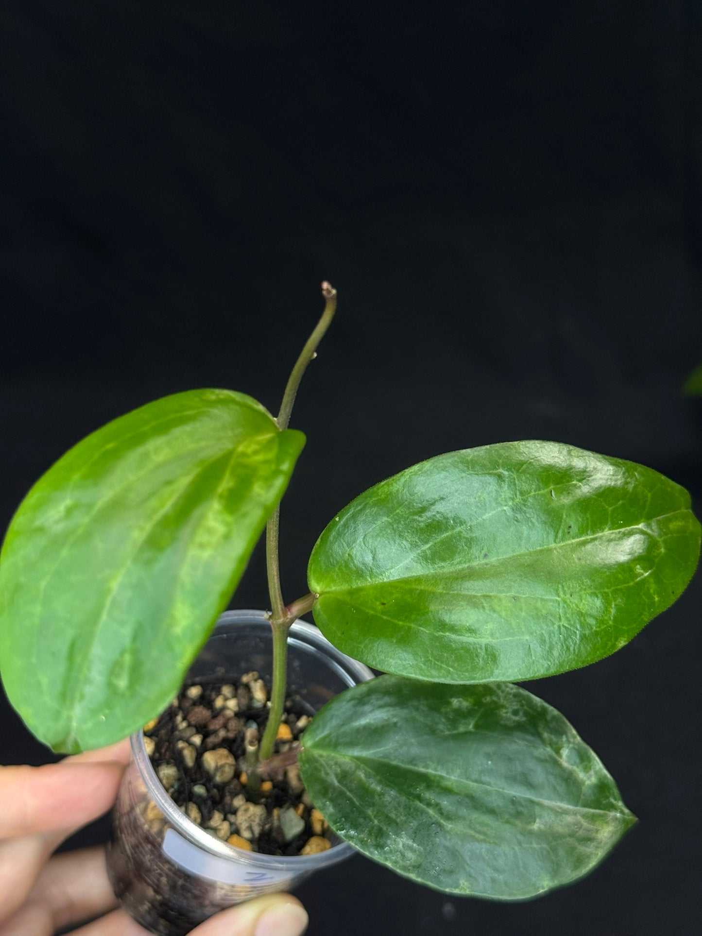 UNICORN🦄! Hoya crocodile (#2), nice variegation color, super rare (Upgrade Shipping is recommended)