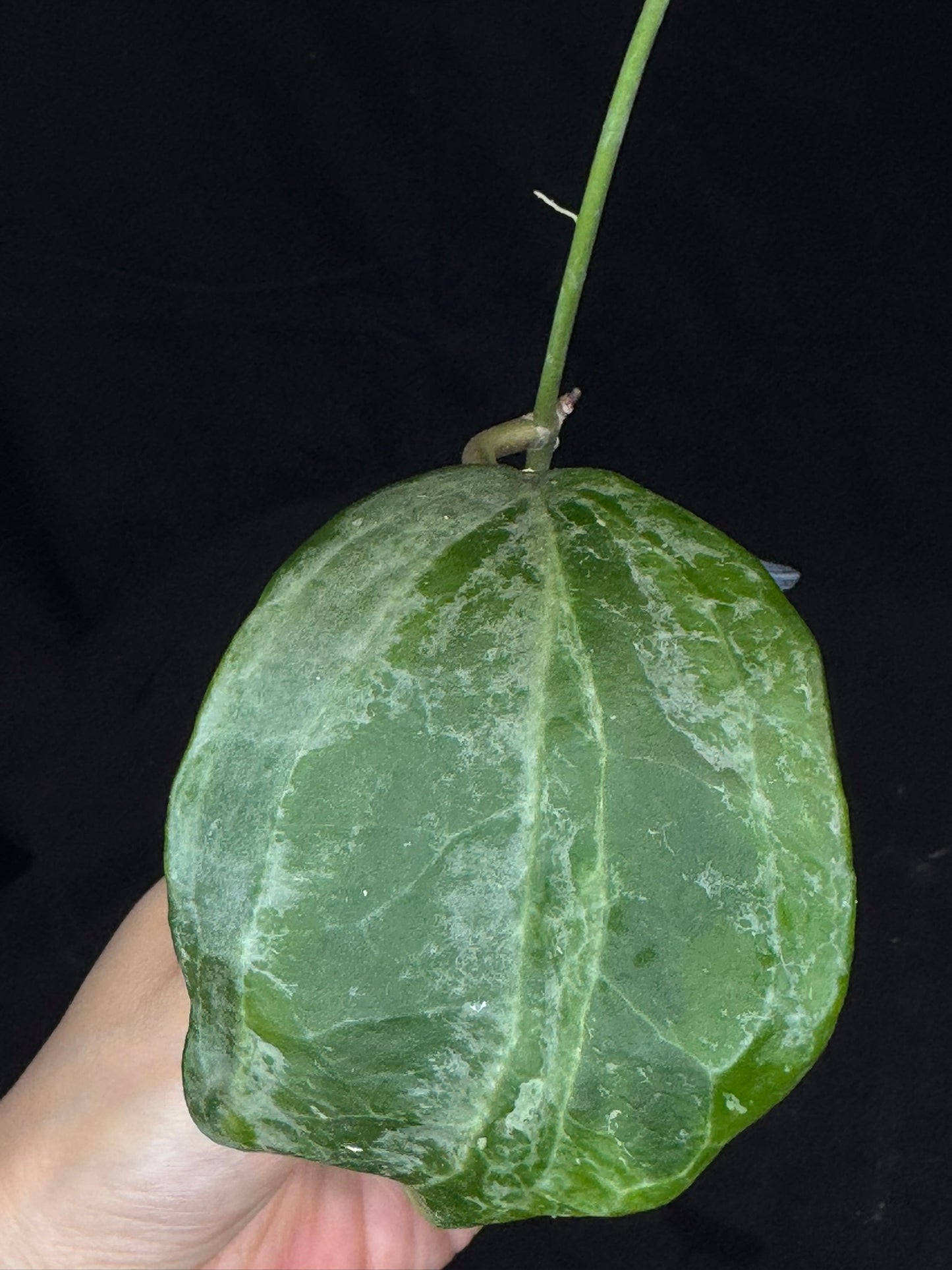 UNICORN🦄! Hoya latifolia UPT011 (#1), nice variegation color, rare