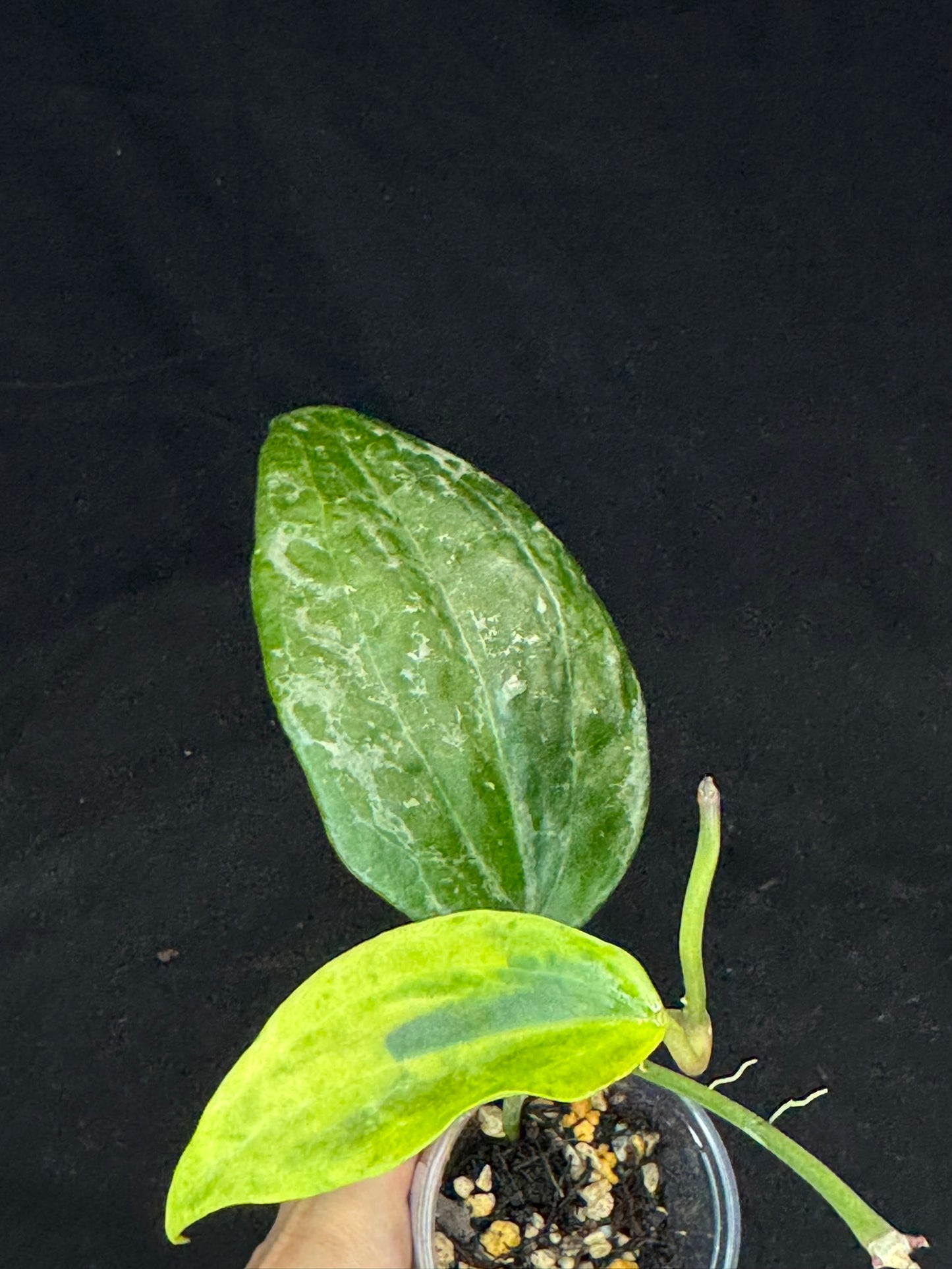 UNICORN🦄! Hoya latifolia UPT011 (#2), nice variegation color, rare