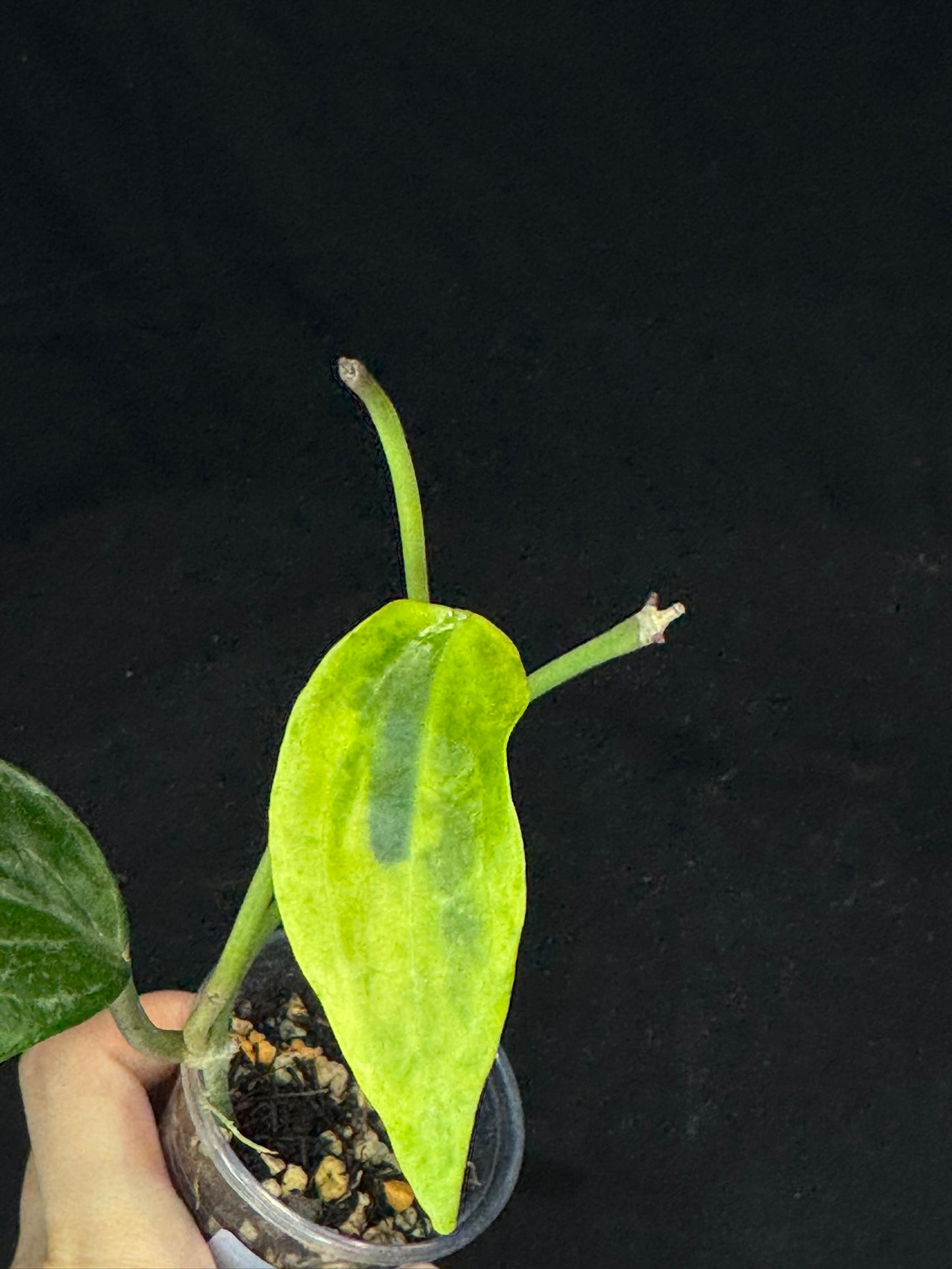 UNICORN🦄! Hoya latifolia UPT011 (#2), nice variegation color, rare