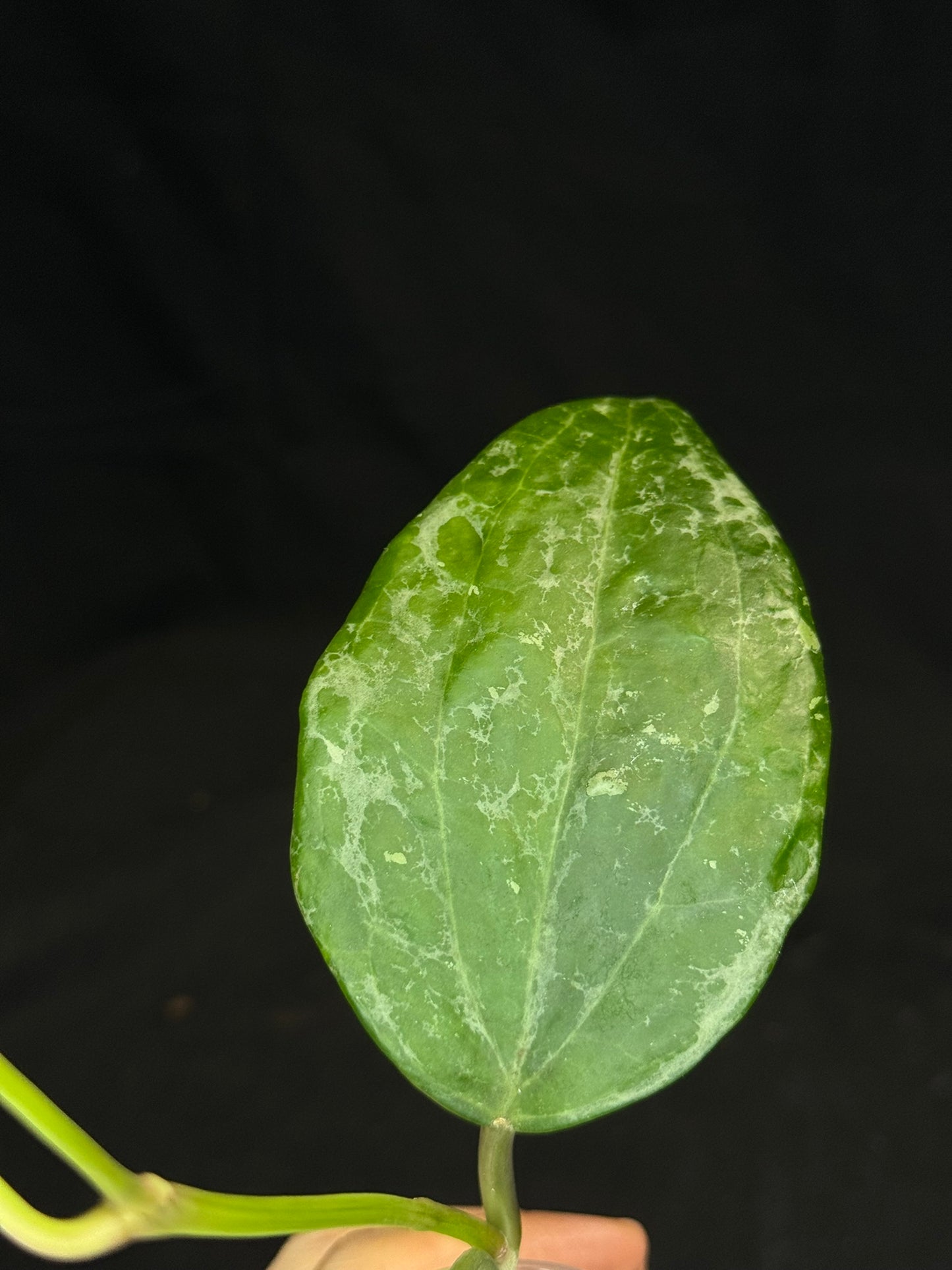 UNICORN🦄! Hoya latifolia UPT011 (#2), nice variegation color, rare