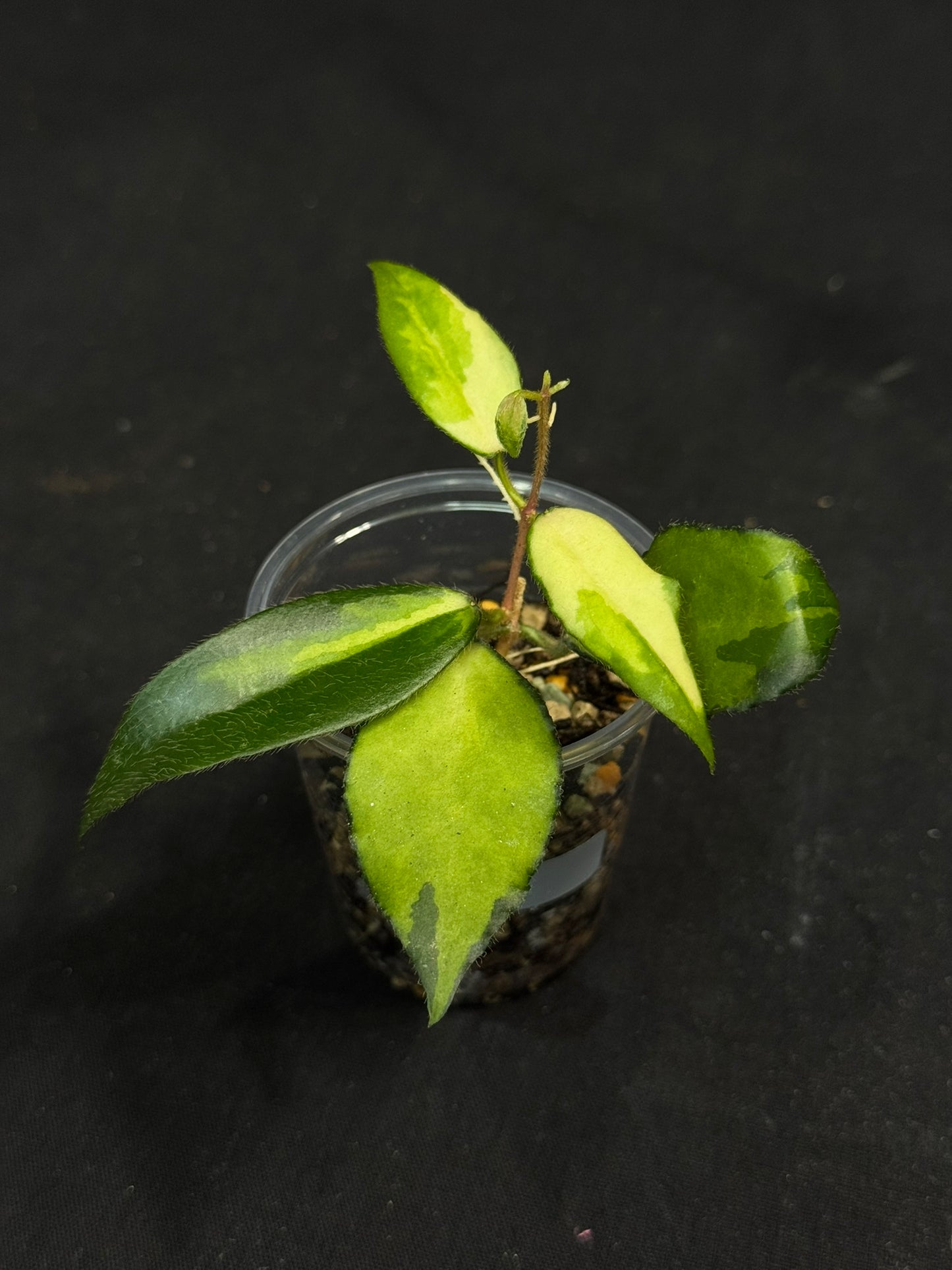 UNICORN🦄! Hoya caudata variegated (#1), neon sunstressed variegation color, super rare